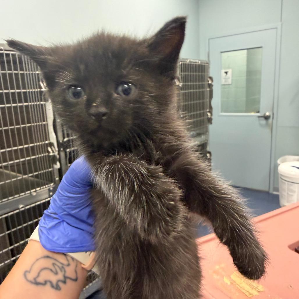 Tomato (Grey), Adoptable, Kitten Male Domestic Short Hair.