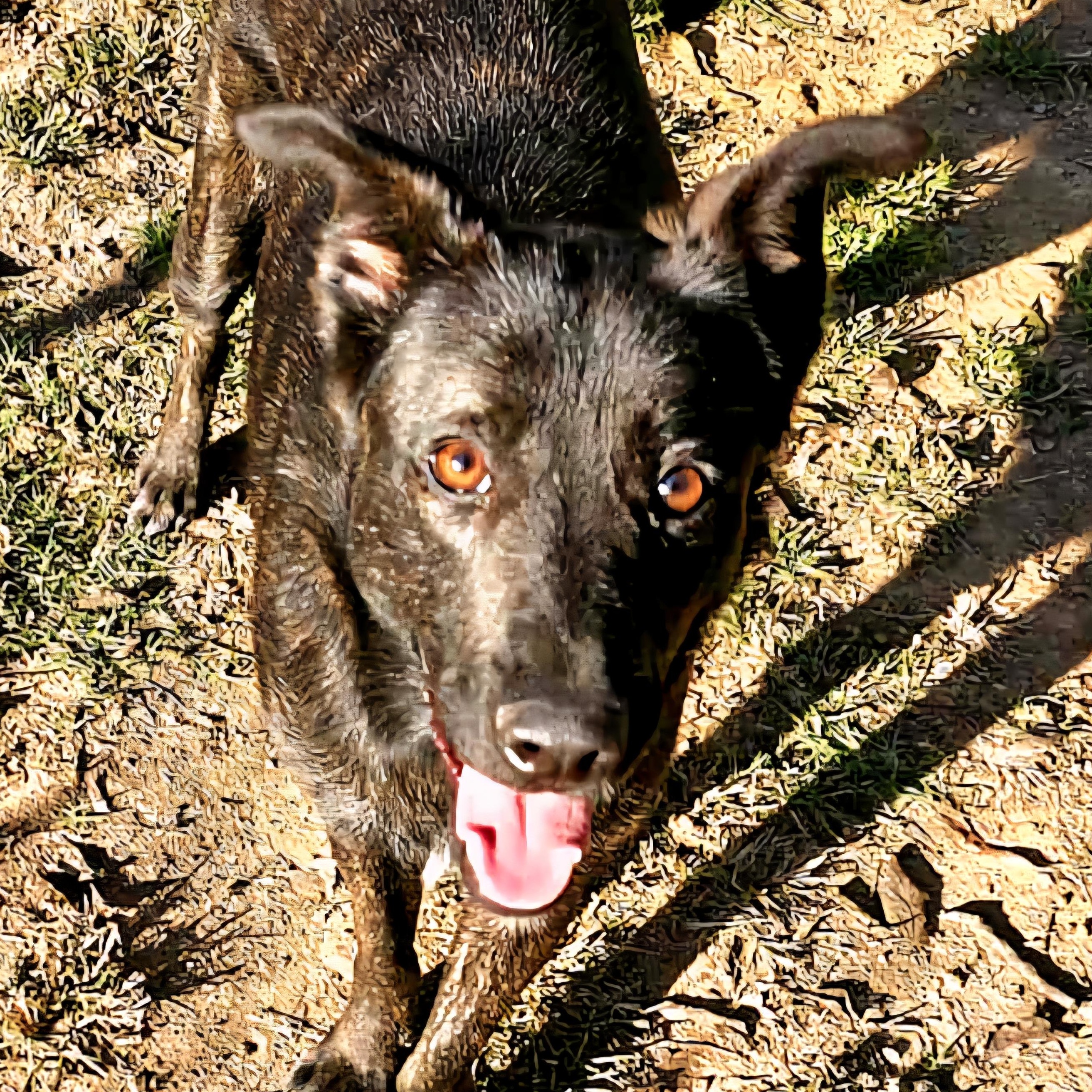 Enlarge Tessie, a Adoptable German Shepherd Dog in Athens, AL image 4/4
