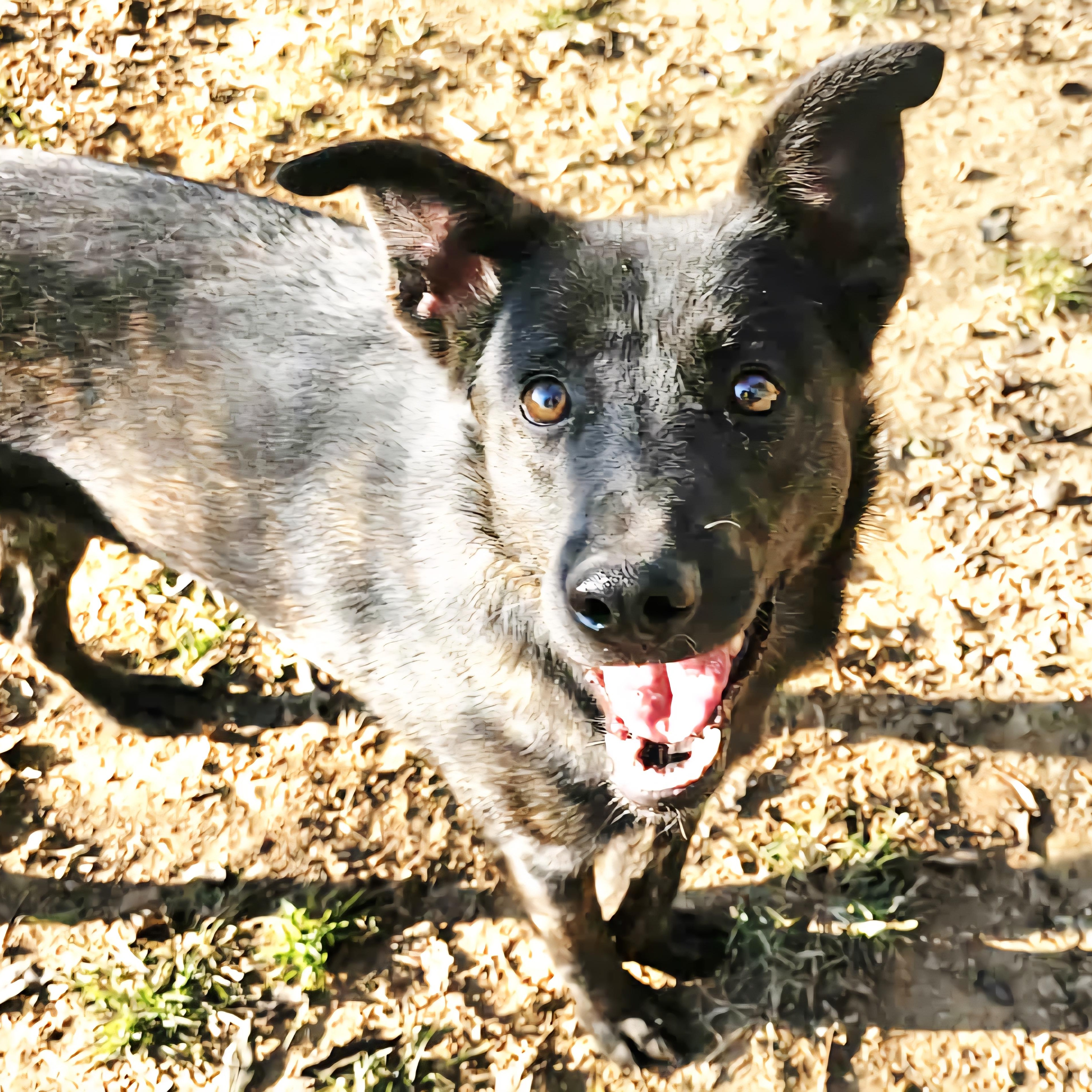 Tessie, Adoptable, Young Female German Shepherd Dog.