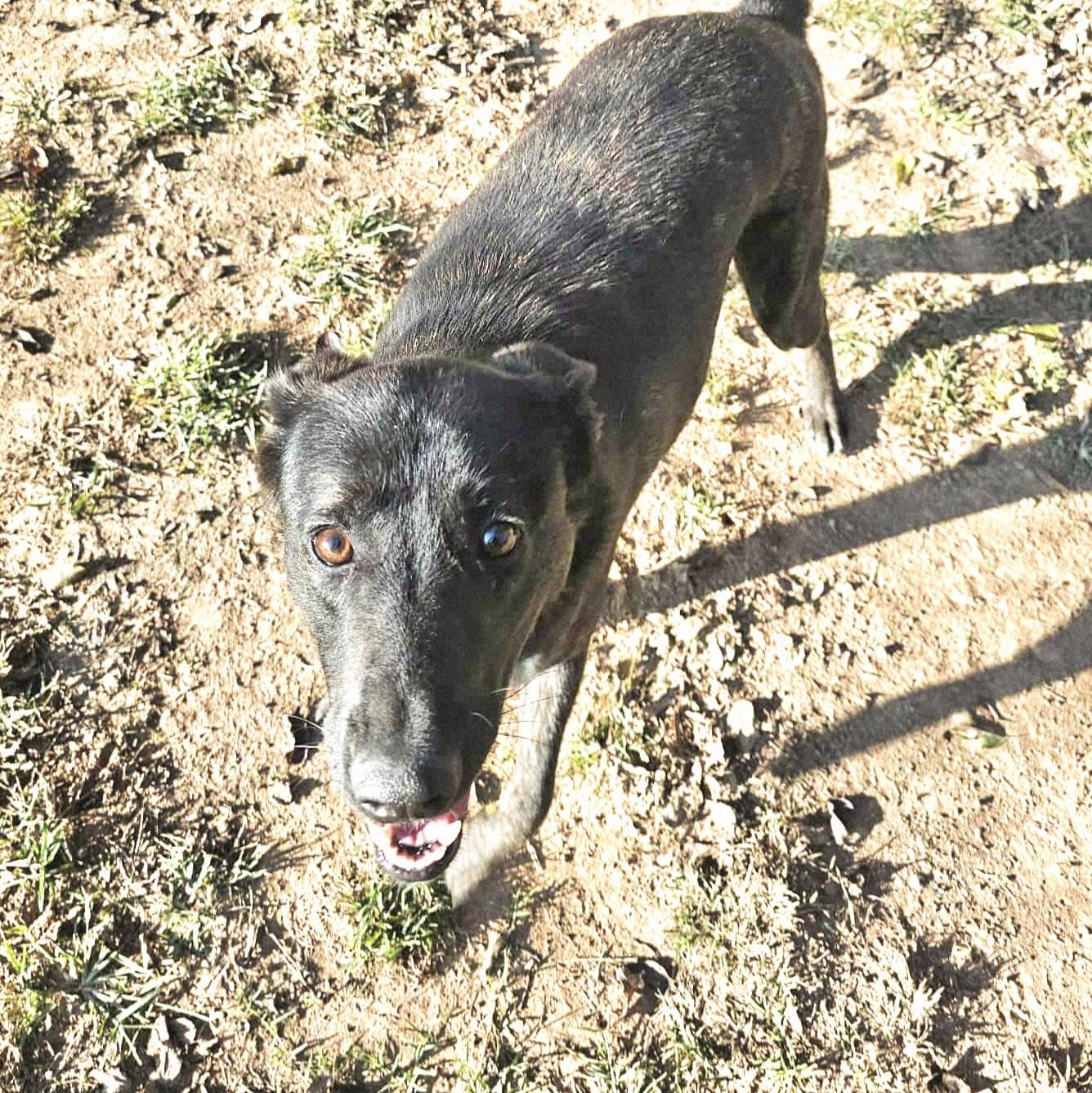 Enlarge Tessie, a Adoptable German Shepherd Dog in Athens, AL image 3/4