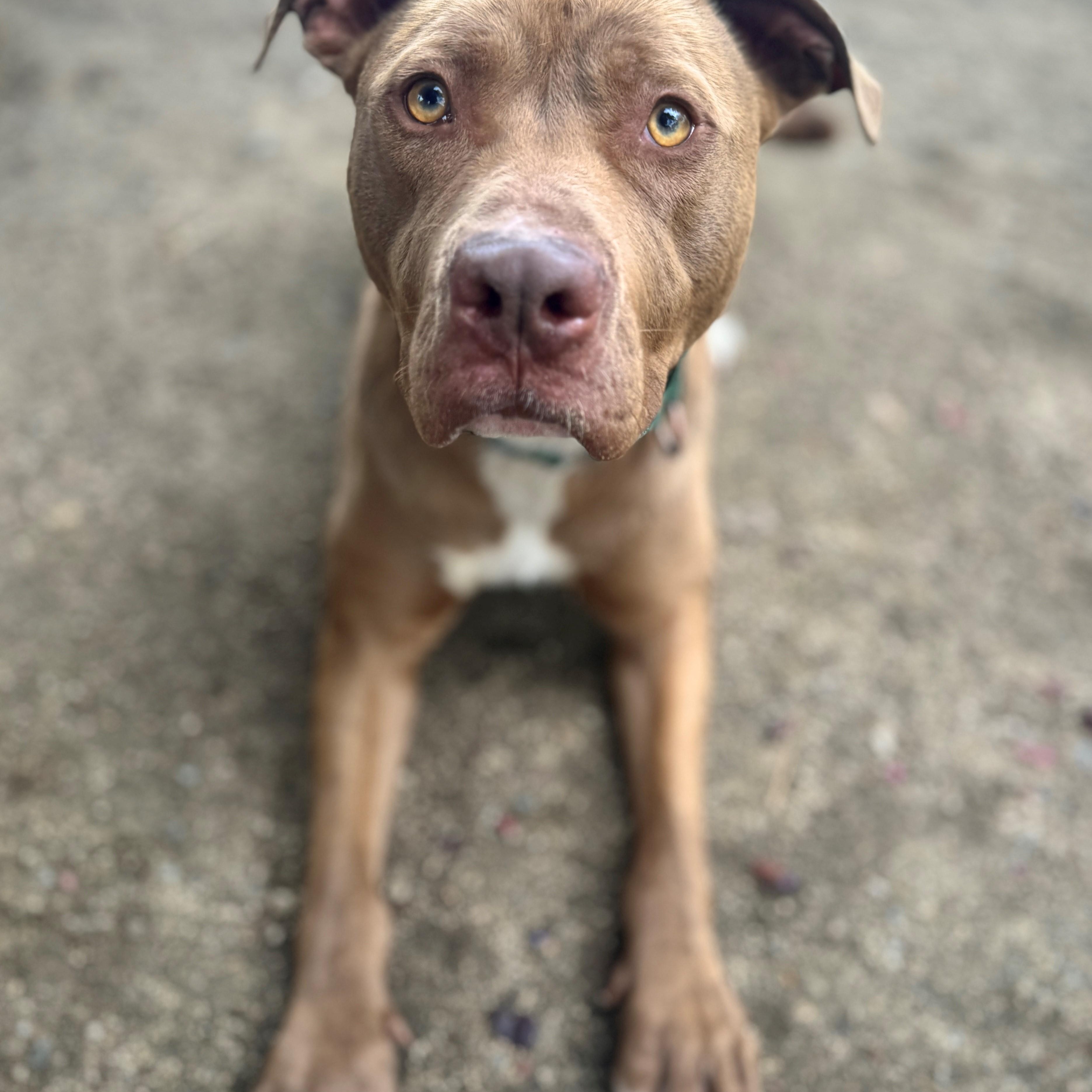 Smokey, an adoptable Pit Bull Terrier in Phoenix, OR, 97535 | Photo Image 4