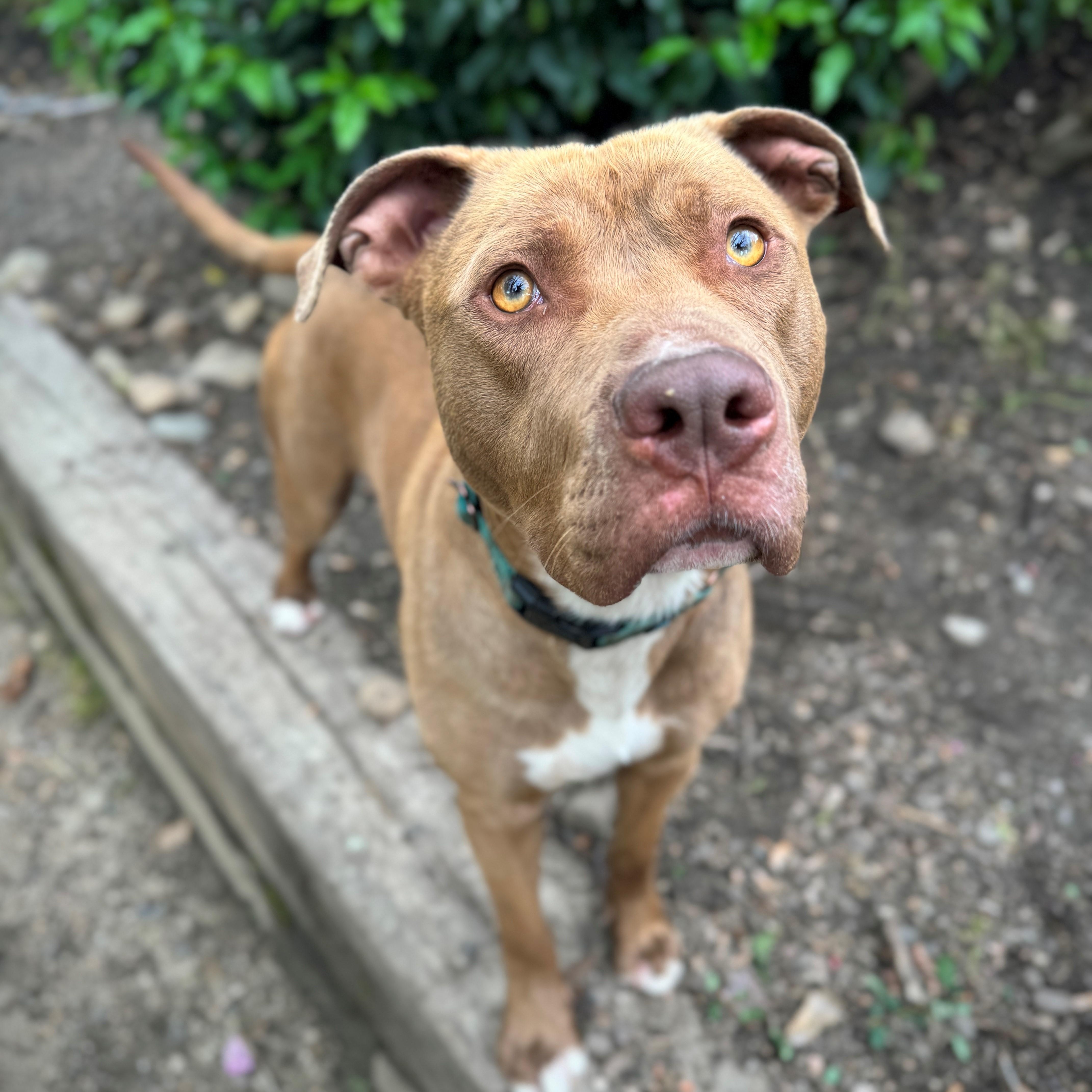 Smokey, an adoptable Pit Bull Terrier in Phoenix, OR, 97535 | Photo Image 2