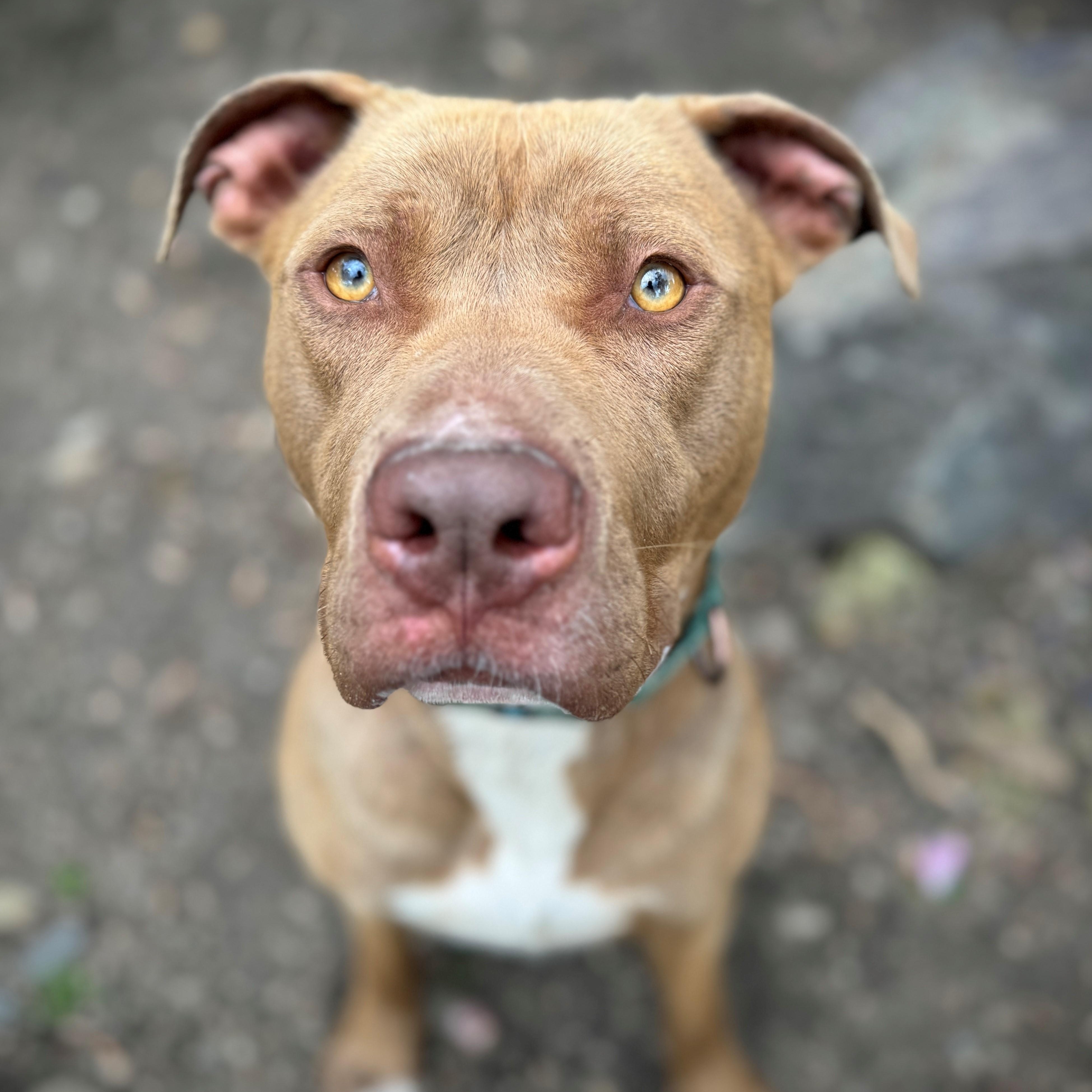 Smokey, an adoptable Pit Bull Terrier in Phoenix, OR, 97535 | Photo Image 3