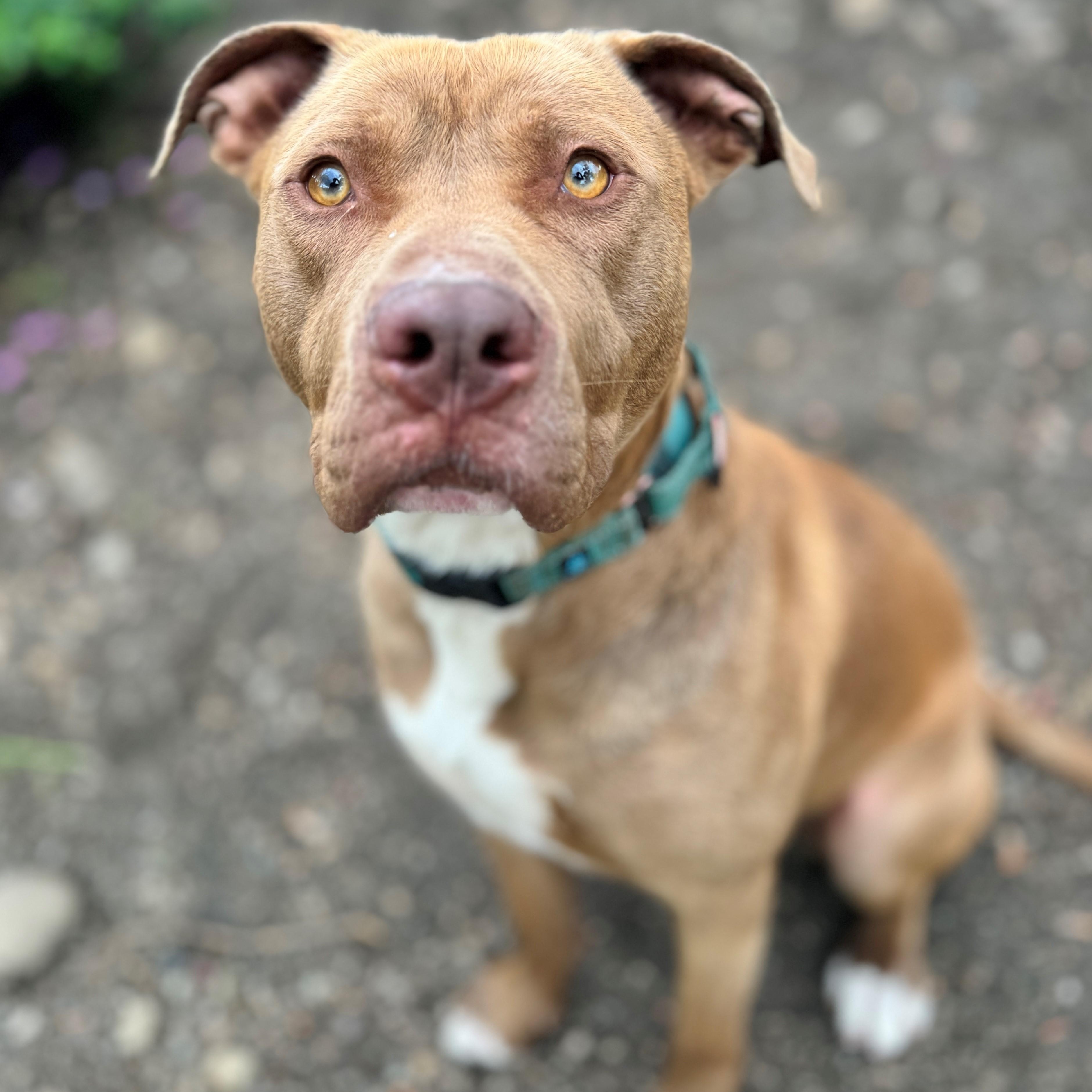 Smokey, an adoptable Pit Bull Terrier in Phoenix, OR, 97535 | Photo Image 1
