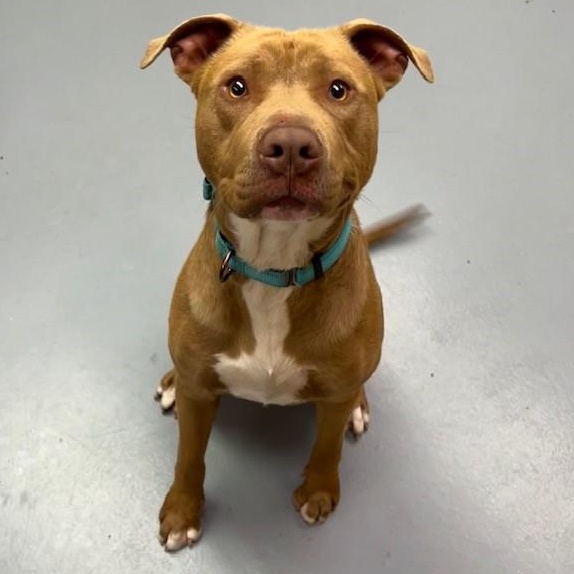 Smokey, an adoptable Pit Bull Terrier in Phoenix, OR, 97535 | Photo Image 5