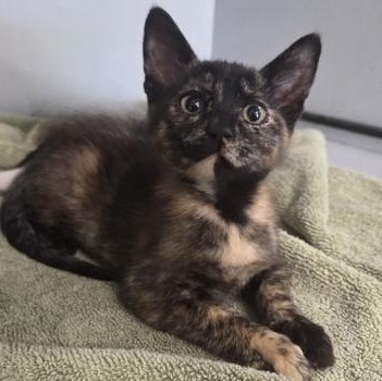 Tofu, adoptable, Young Female Domestic Short Hair.