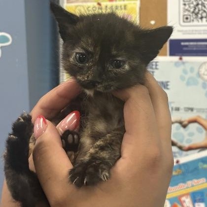 Enlarge Tofu, an adoptable Domestic Short Hair in Converse, TX image 2/2