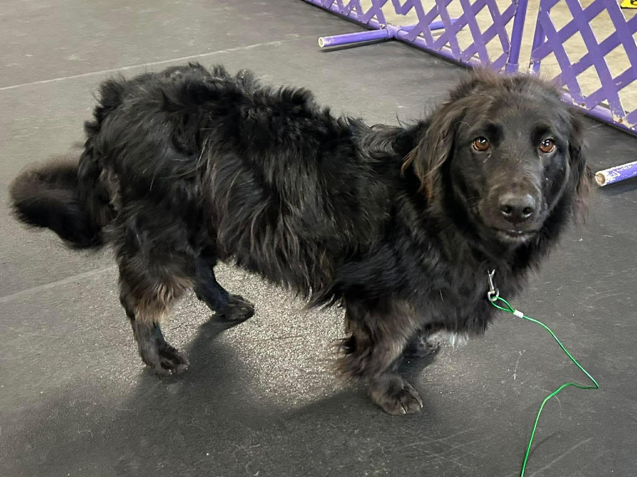 Enlarge Speedy, a ADOPTABLE Mixed Breed in Rochester , NY image 3/4