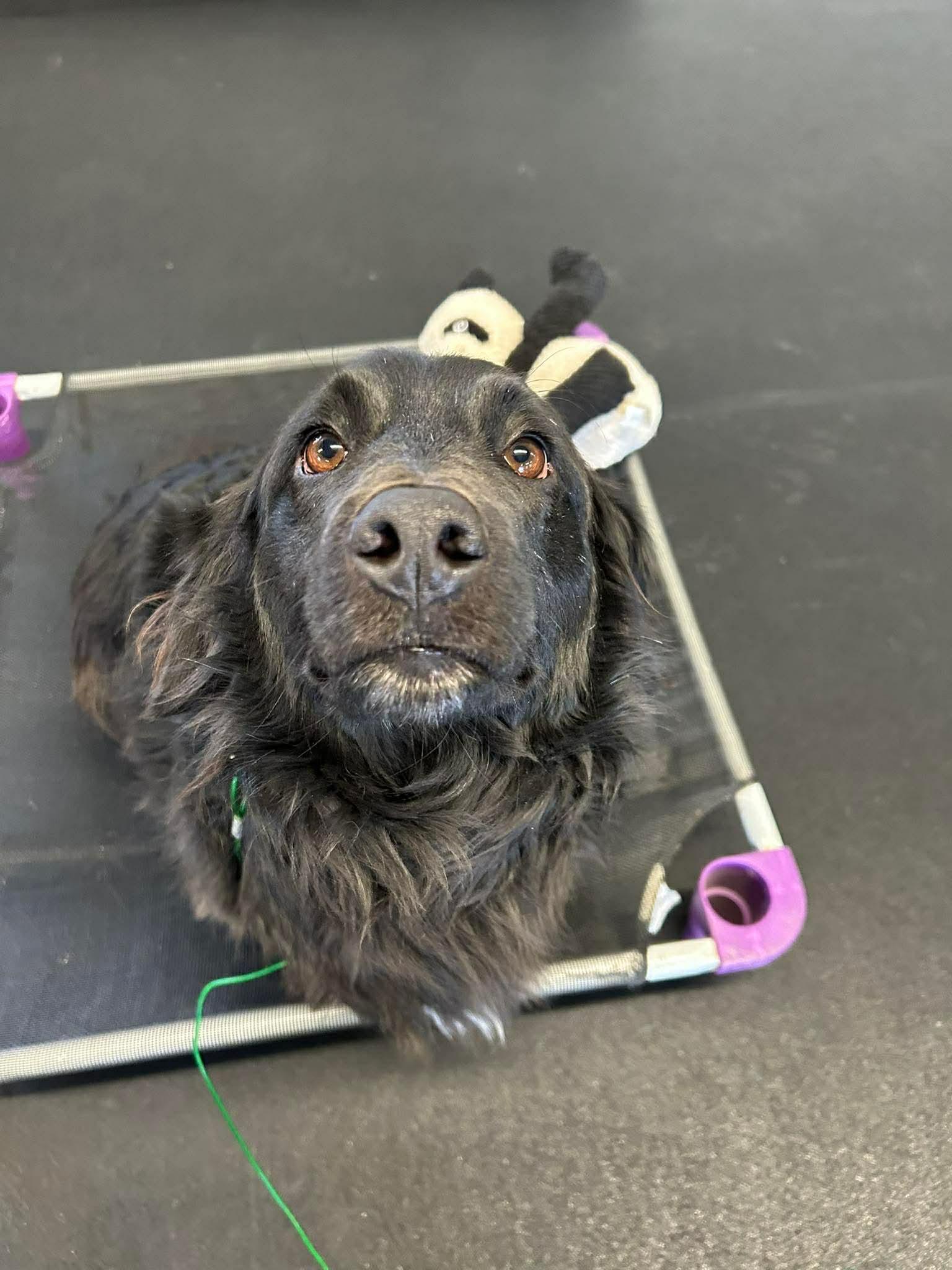 Enlarge Speedy, a ADOPTABLE Mixed Breed in Rochester , NY image 4/4