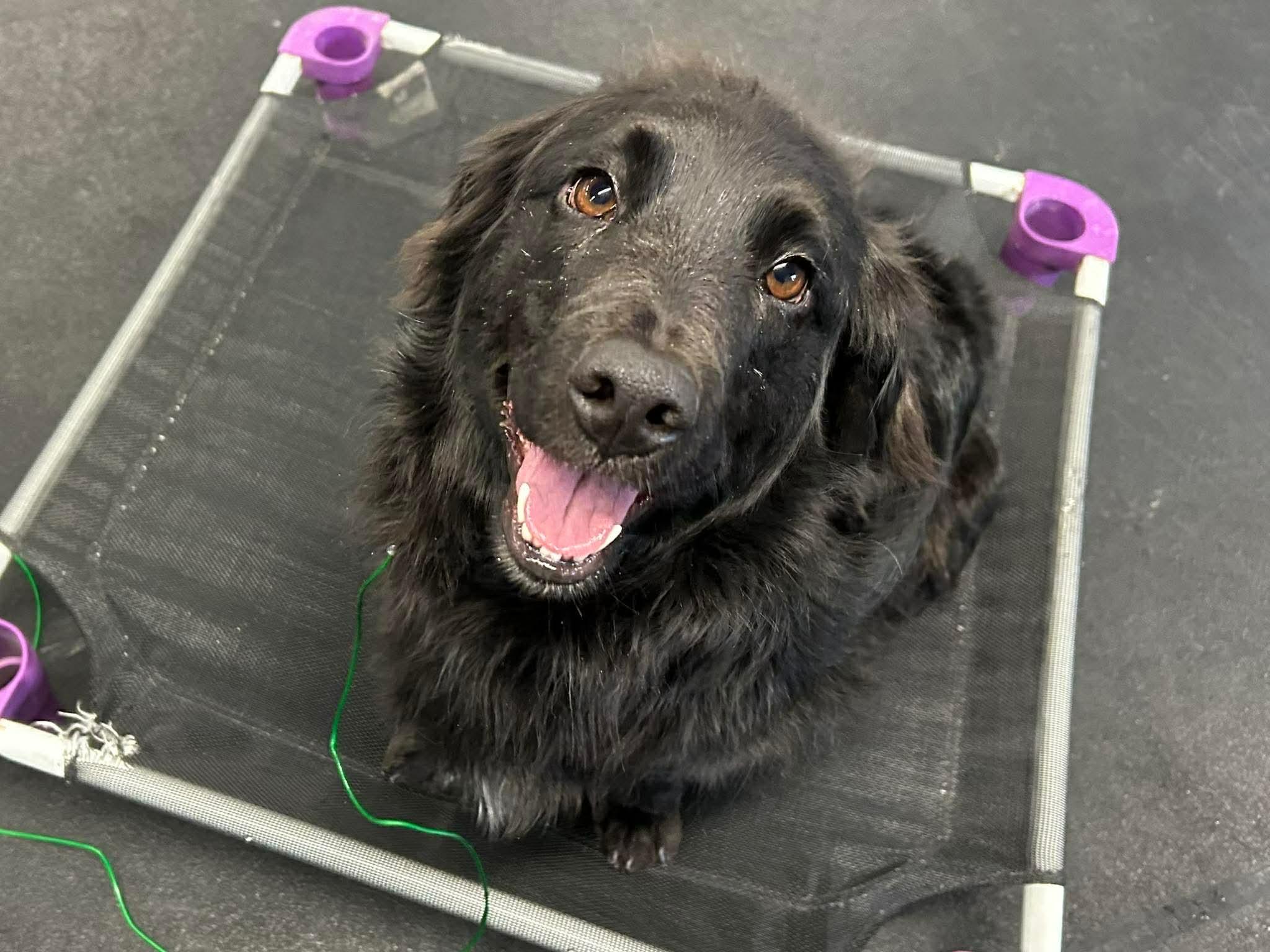 Enlarge Speedy, a ADOPTABLE Mixed Breed in Rochester , NY image 2/4