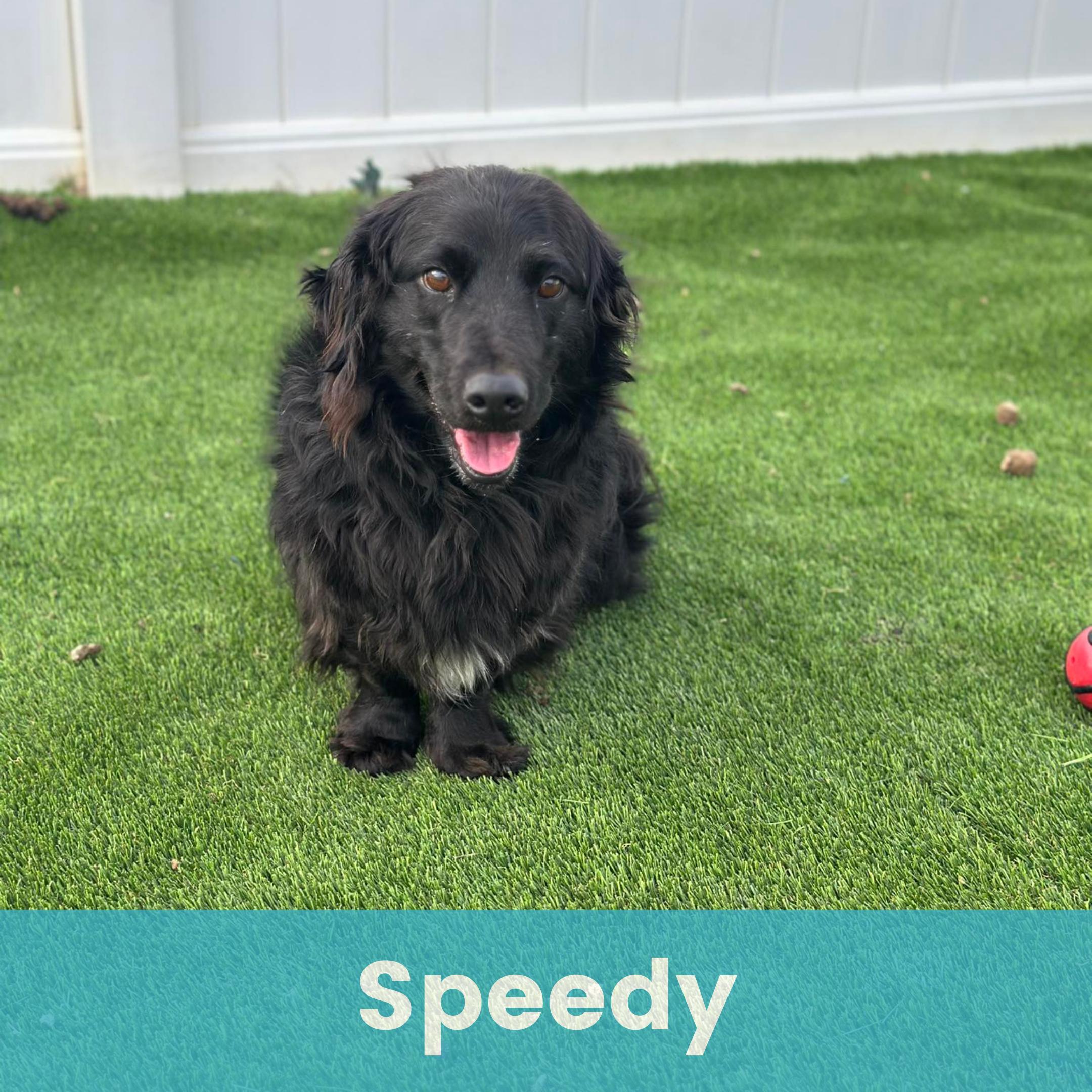 Speedy, ADOPTABLE, Young Male Mixed Breed.