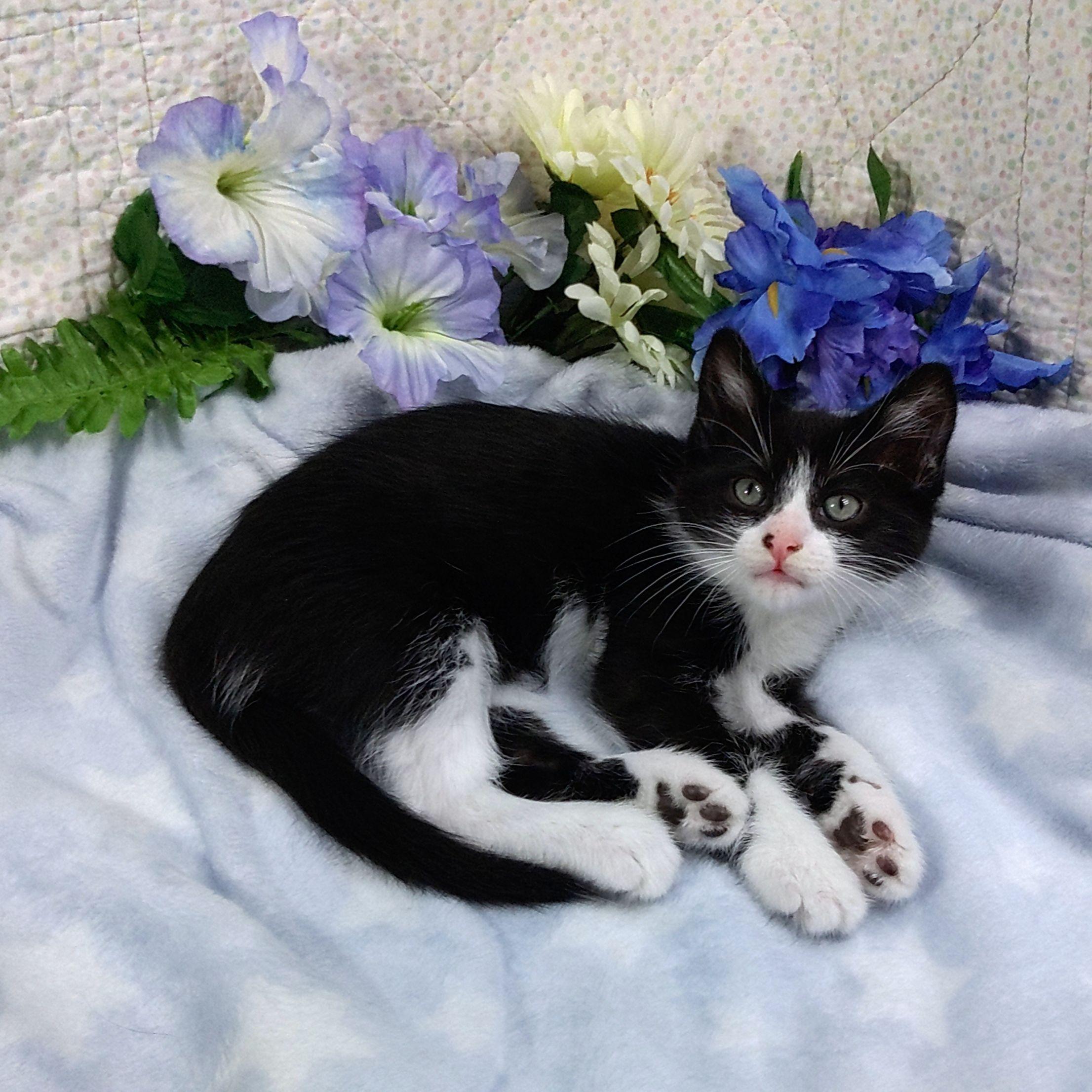 Inky, ADOPTABLE, Kitten Male Tuxedo.