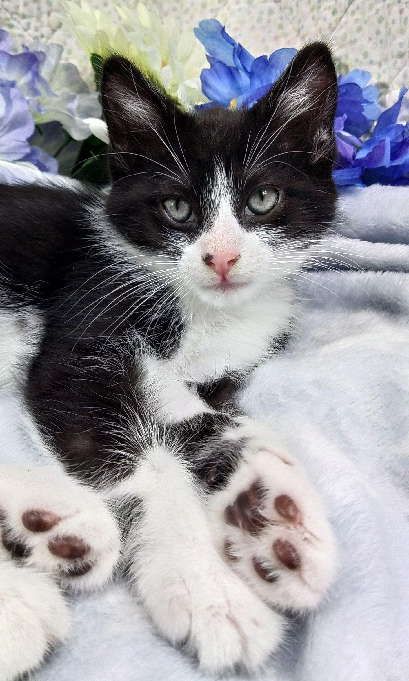 Enlarge Inky, a ADOPTABLE Tuxedo in Tigard, OR image 2/2