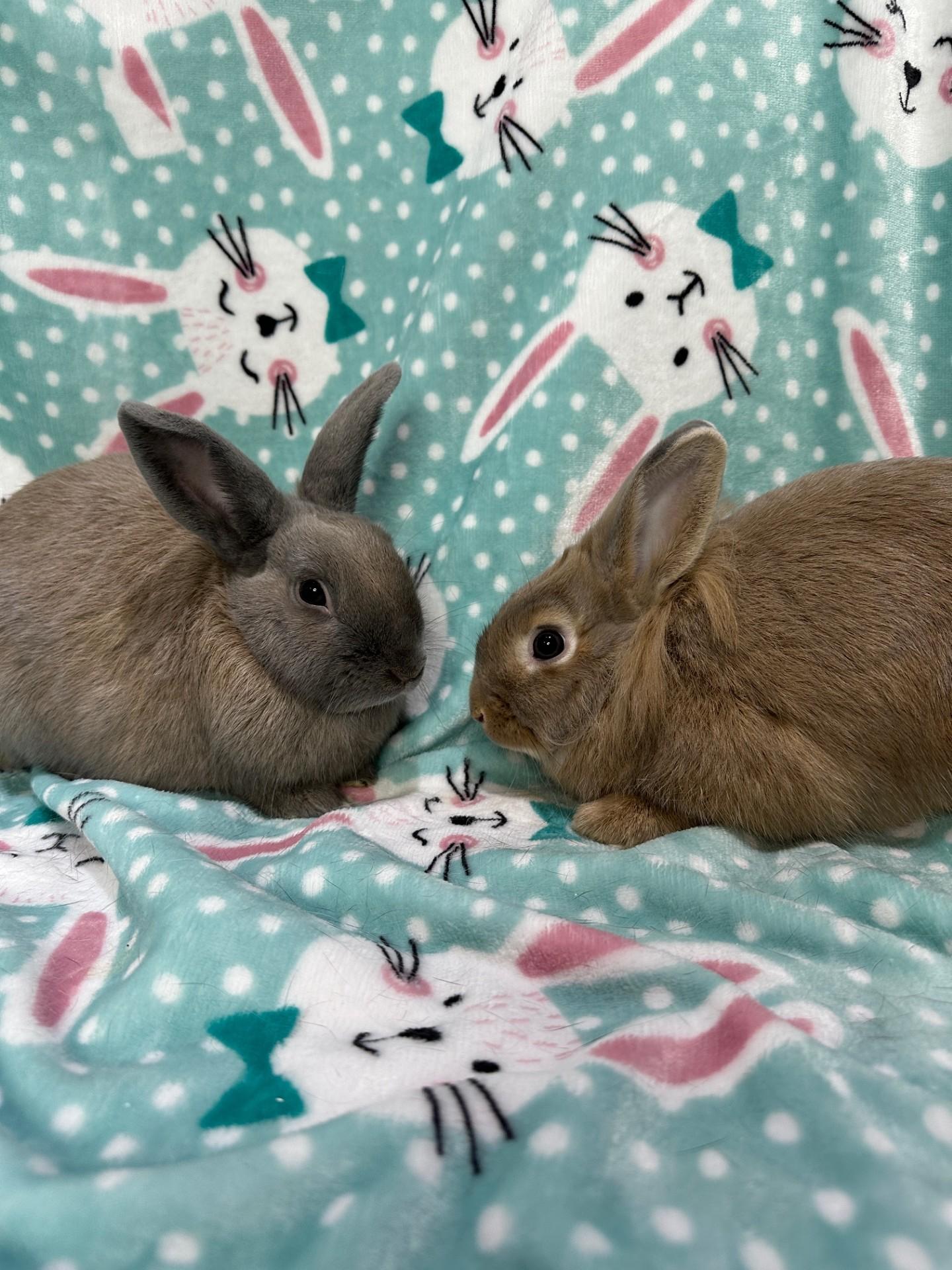 Almond & Pistachio, a ADOPTABLE mixed breed in Gig Harbor, WA image 3/6