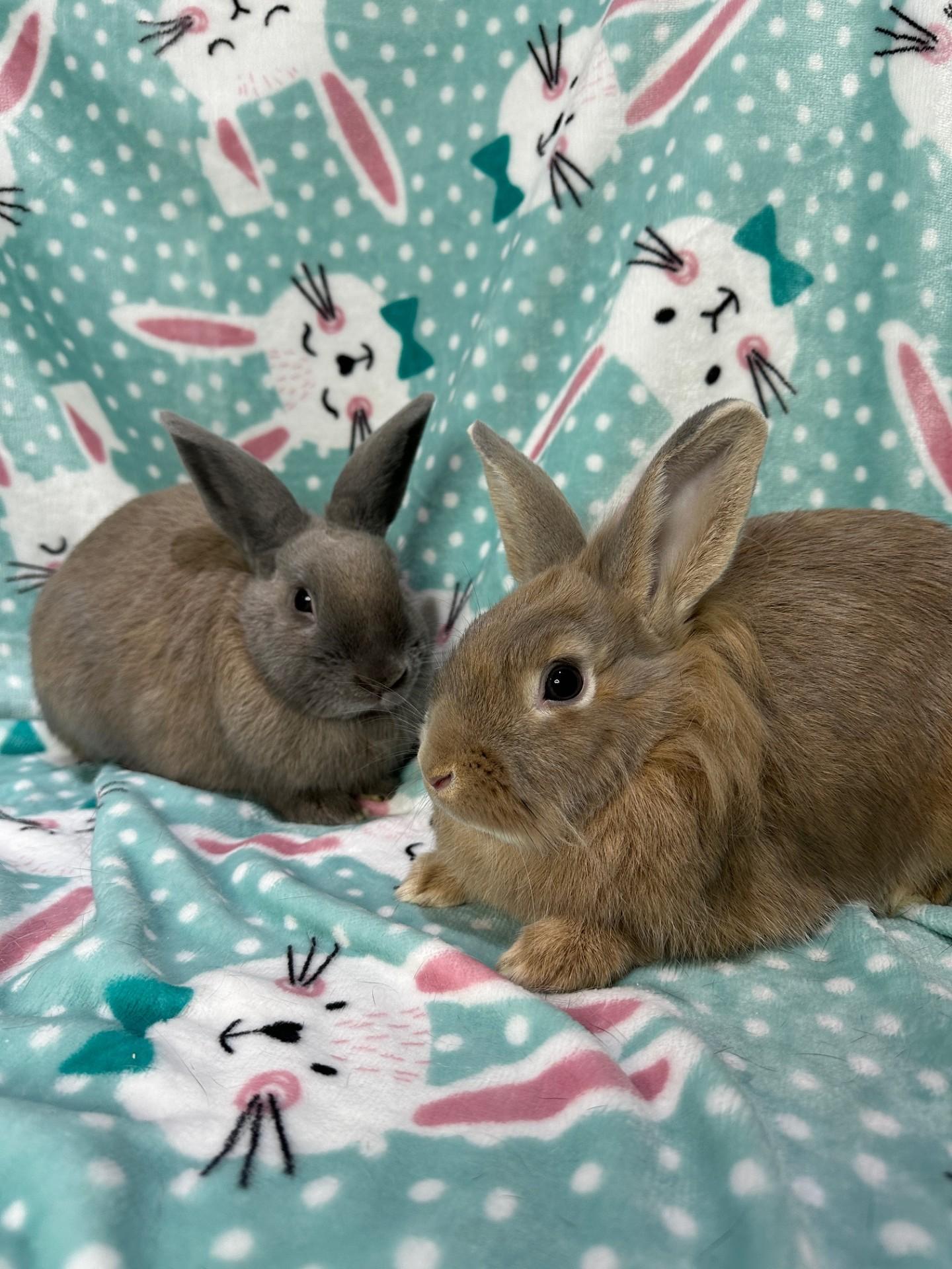 Almond & Pistachio, a ADOPTABLE mixed breed in Gig Harbor, WA image 1/6