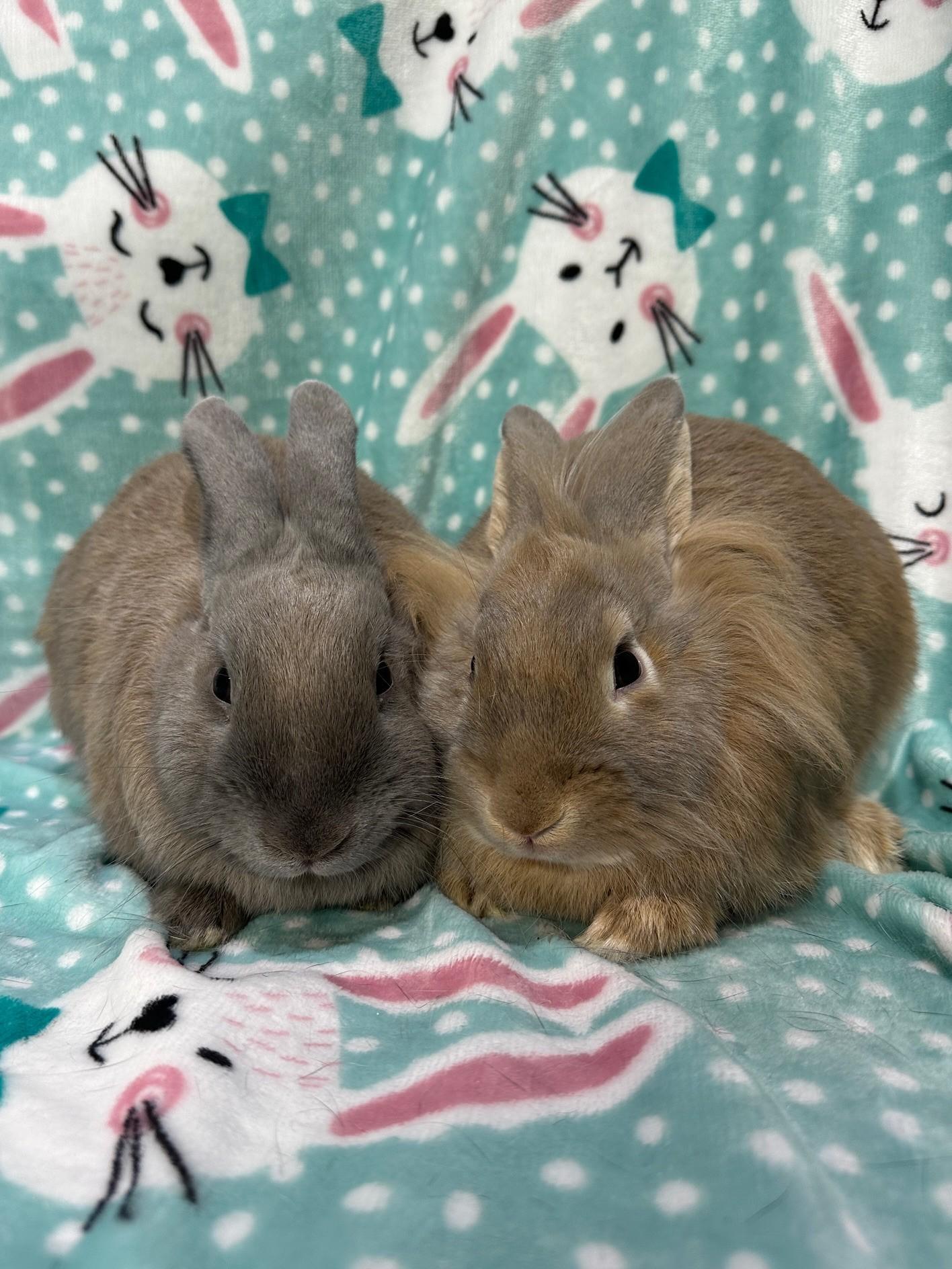 Almond & Pistachio, a ADOPTABLE mixed breed in Gig Harbor, WA image 2/6