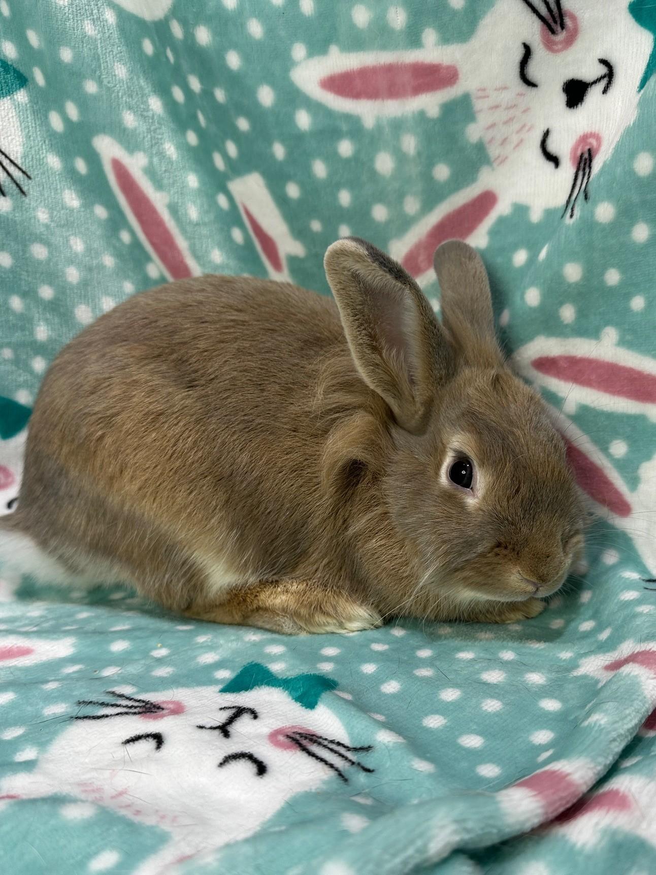 Almond & Pistachio, a ADOPTABLE mixed breed in Gig Harbor, WA image 5/6