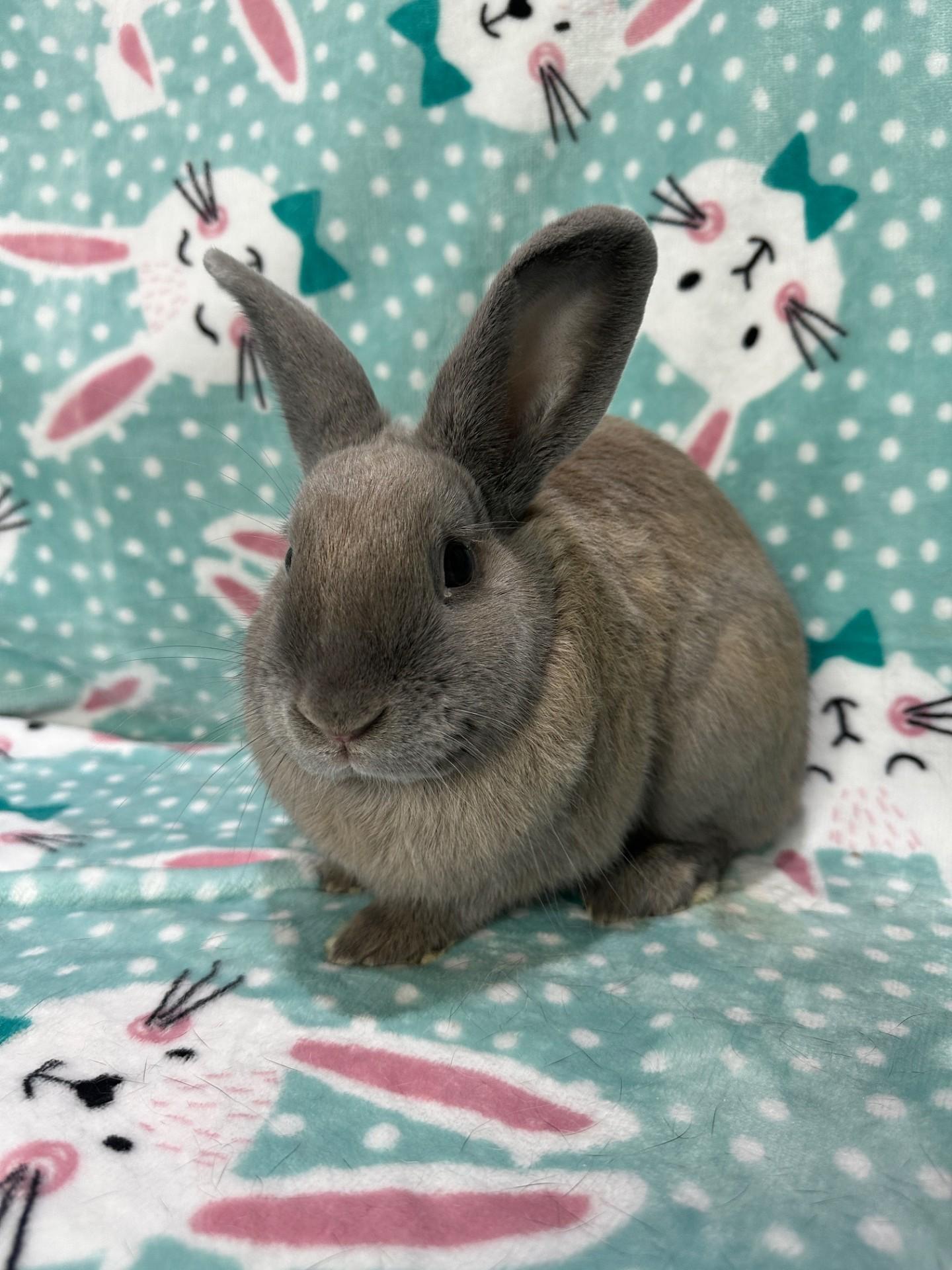 Almond & Pistachio, a ADOPTABLE mixed breed in Gig Harbor, WA image 6/6