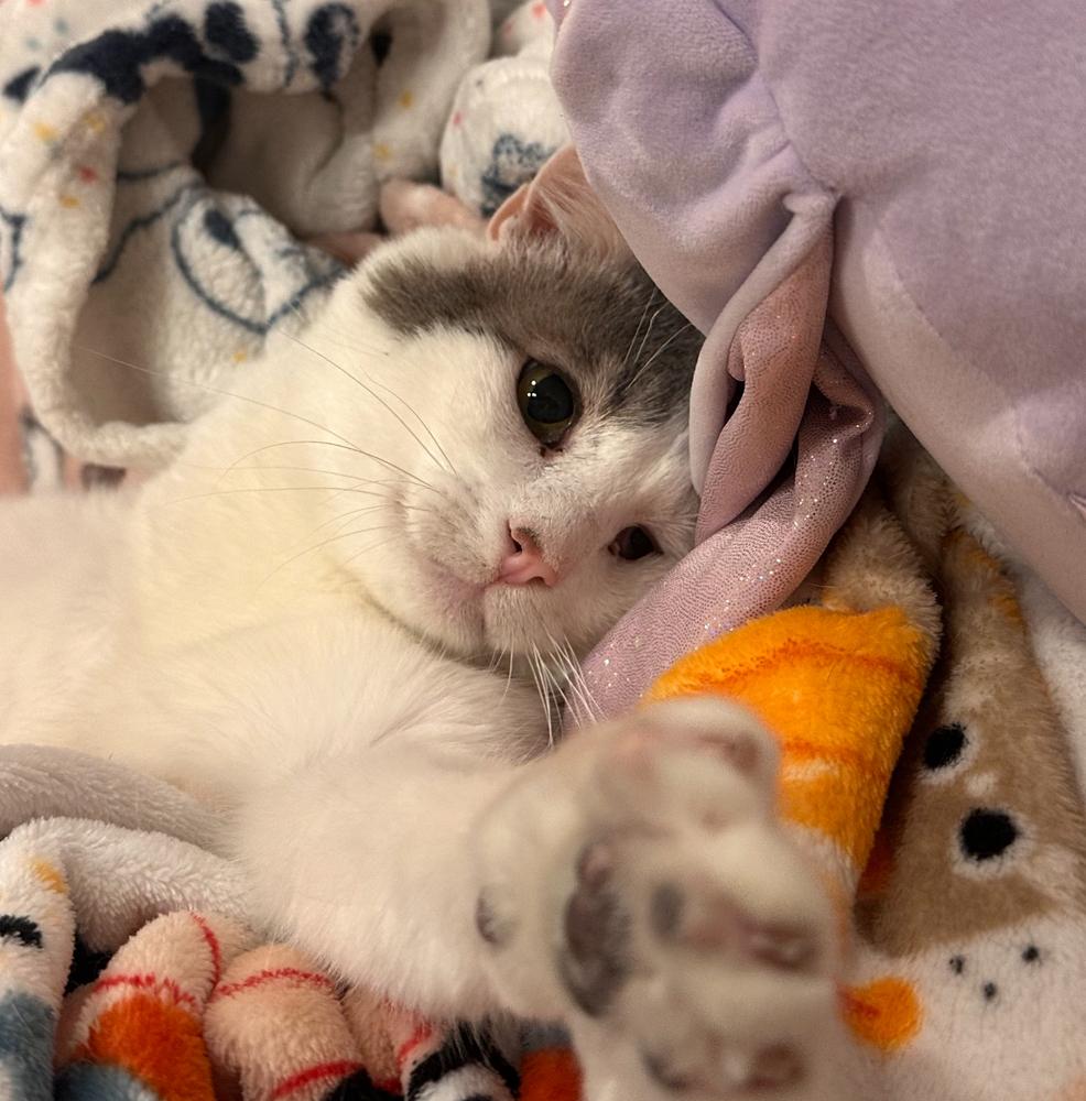 Oscar, a Adoptable Domestic Short Hair in Albuquerque, NM image 3/4