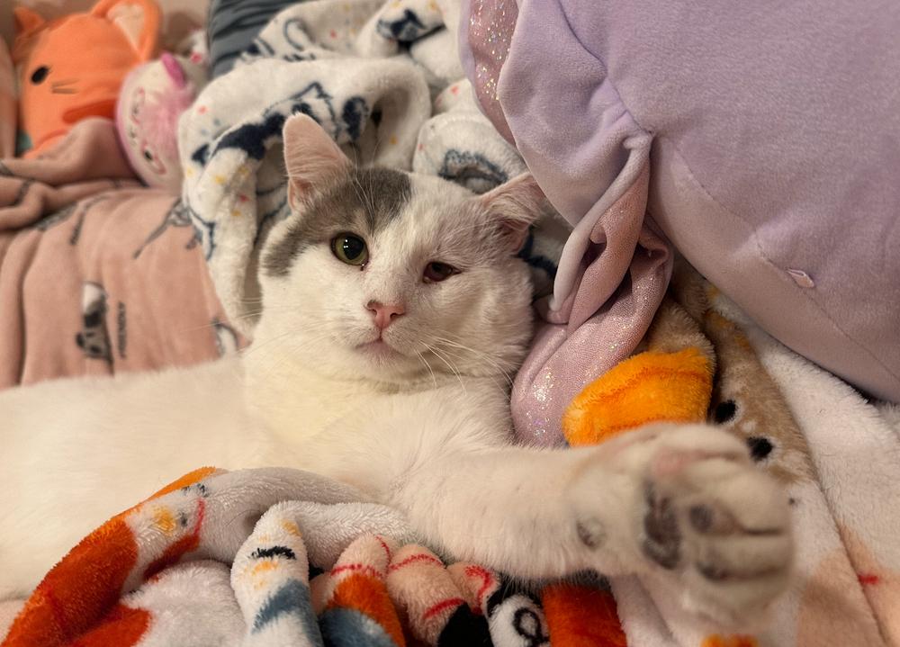 Oscar, a Adoptable Domestic Short Hair in Albuquerque, NM image 4/4