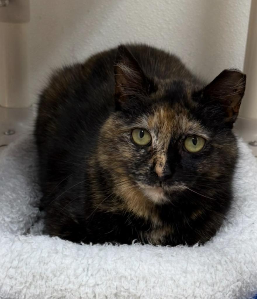 Trixie, Adoptable, Adult Female Domestic Short Hair.