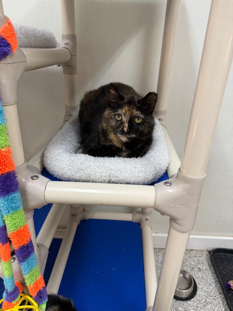 Enlarge Trixie, a Adoptable mixed breed in Albion, NY image 2/3