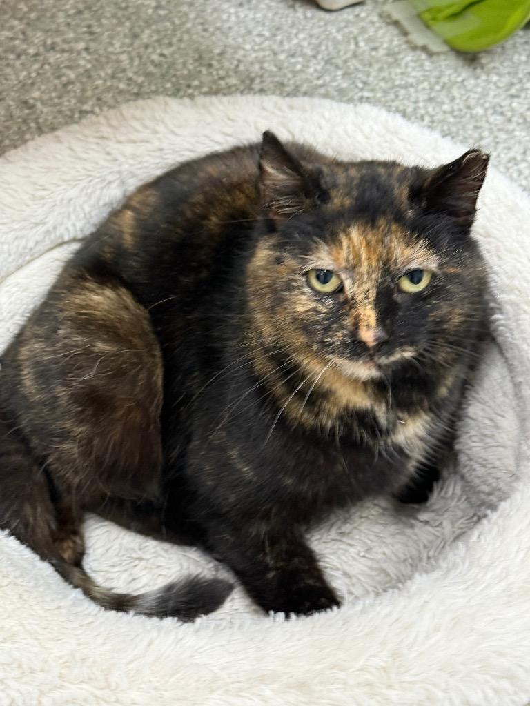 Trixie, a Adoptable mixed breed in Albion, NY image 2/3