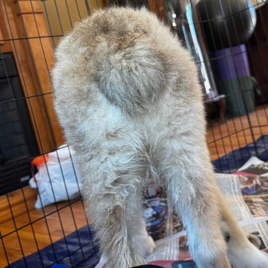 NY Texas (Foster in Stormville NY), a Adoptable mixed breed in Stormville, NY image 2/4