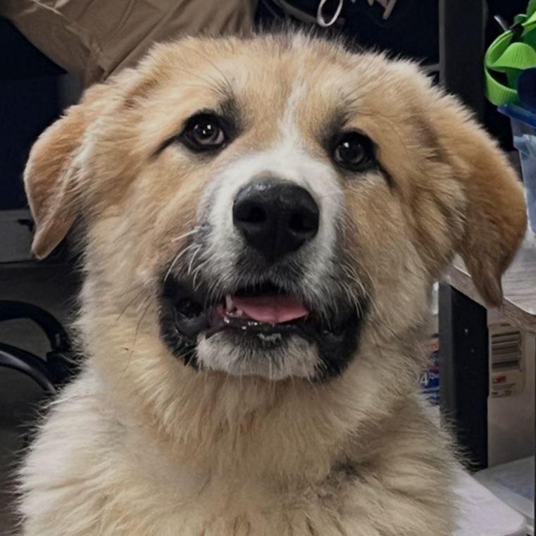 NY Texas (Foster in Stormville NY), a Adoptable mixed breed in Stormville, NY image 4/4