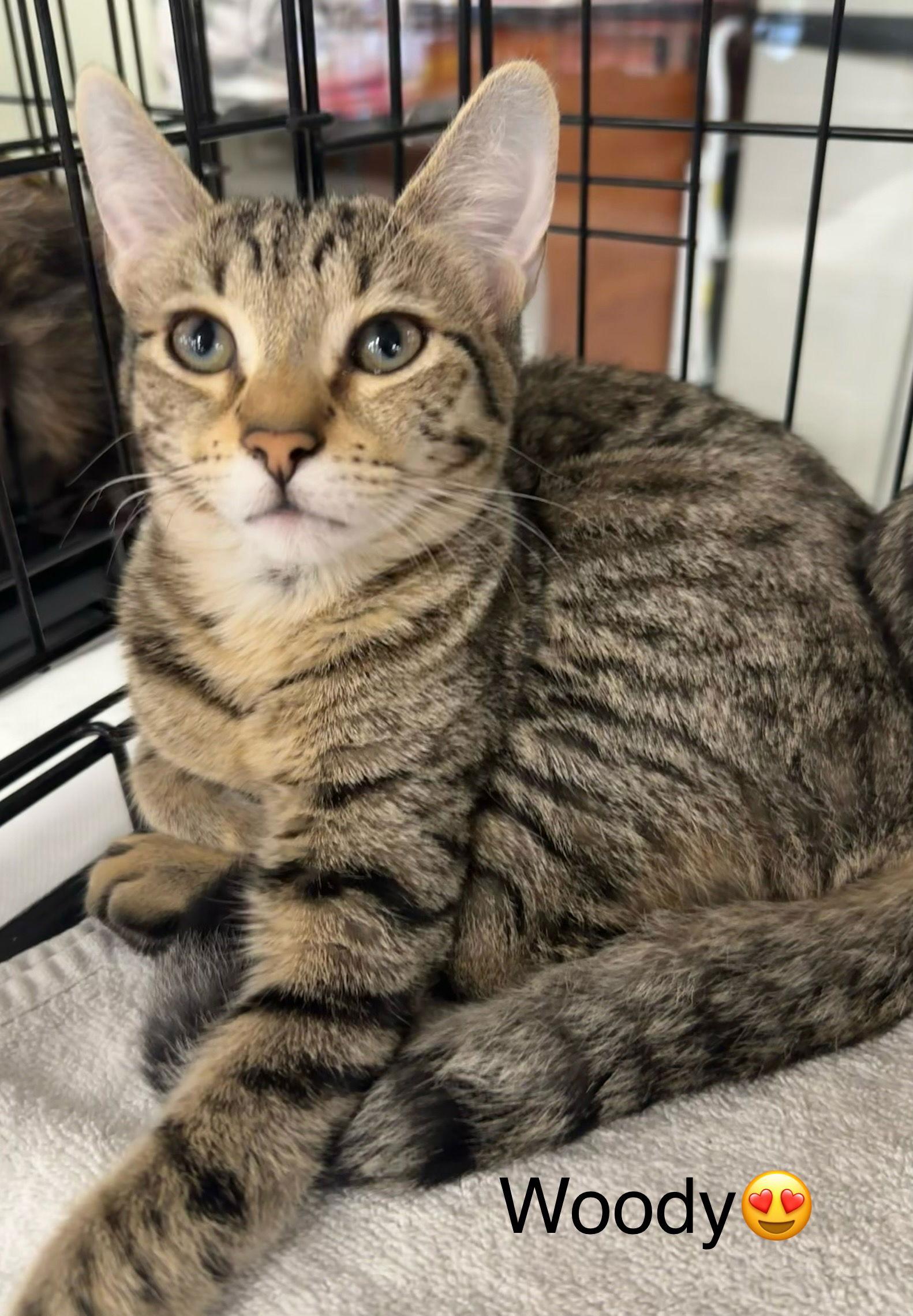 Enlarge Woody, a Adoptable Domestic Short Hair in Longwood, FL image 1/3