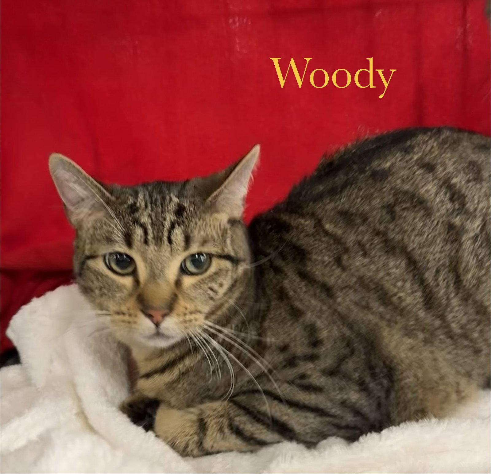 Enlarge Woody, a Adoptable Domestic Short Hair in Longwood, FL image 2/3