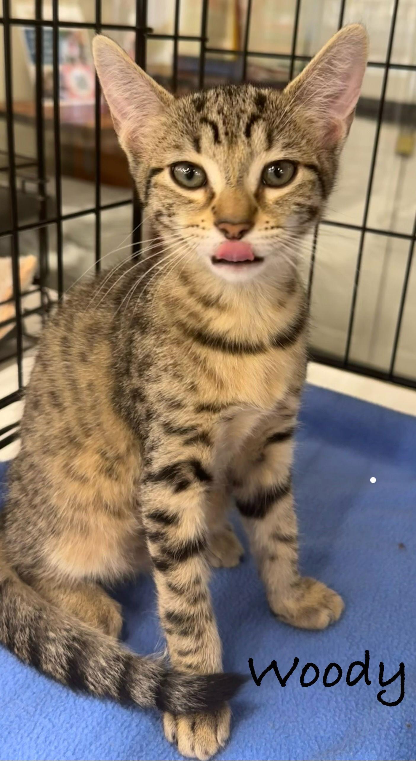 Enlarge Woody, a Adoptable Domestic Short Hair in Longwood, FL image 2/3