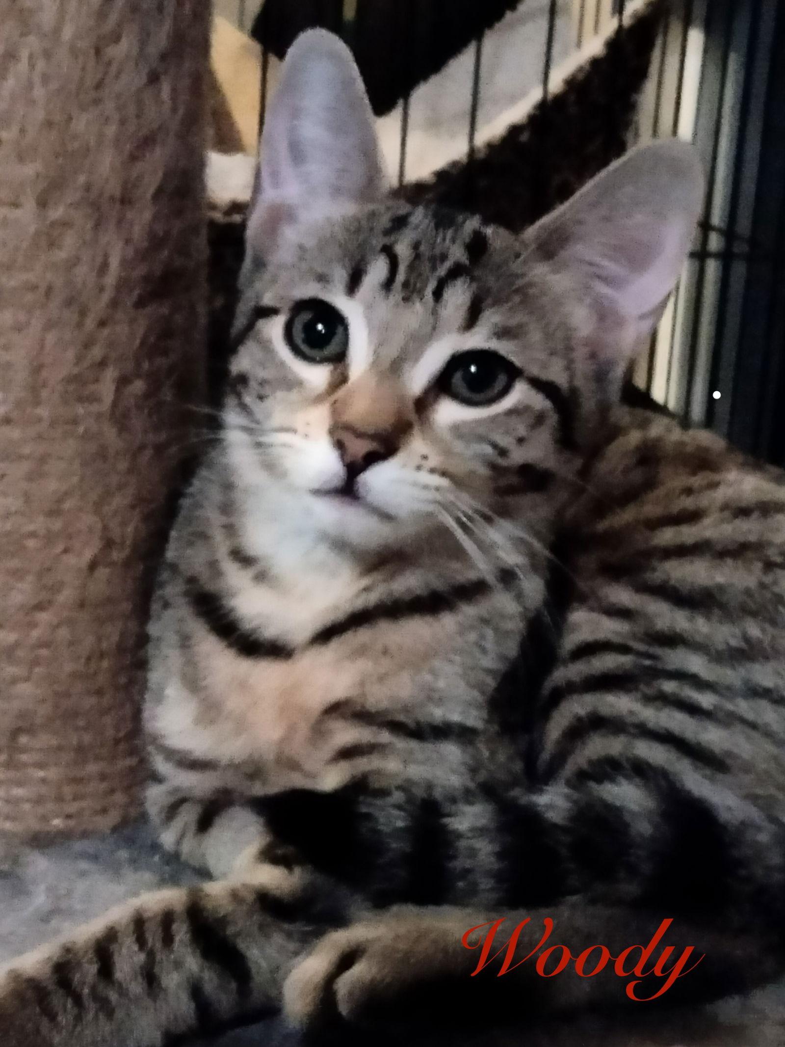 Enlarge Woody, a Adoptable Domestic Short Hair in Longwood, FL image 3/3