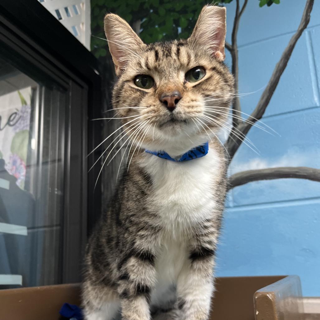 Willis, ADOPTABLE, Young • Male, Domestic Short Hair & American Bobtail.