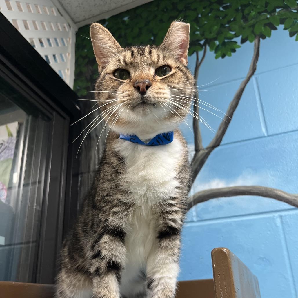 Enlarge Willis, a Adoptable mixed breed in Lakeland, FL image 3/4