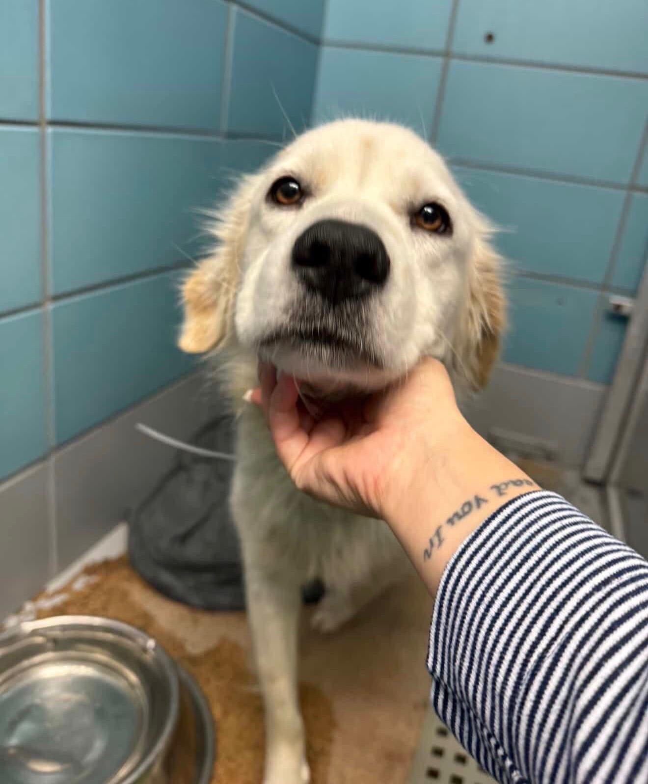 Enlarge Ashlyn, an adopted mixed breed in Commerce City, CO image 2/3