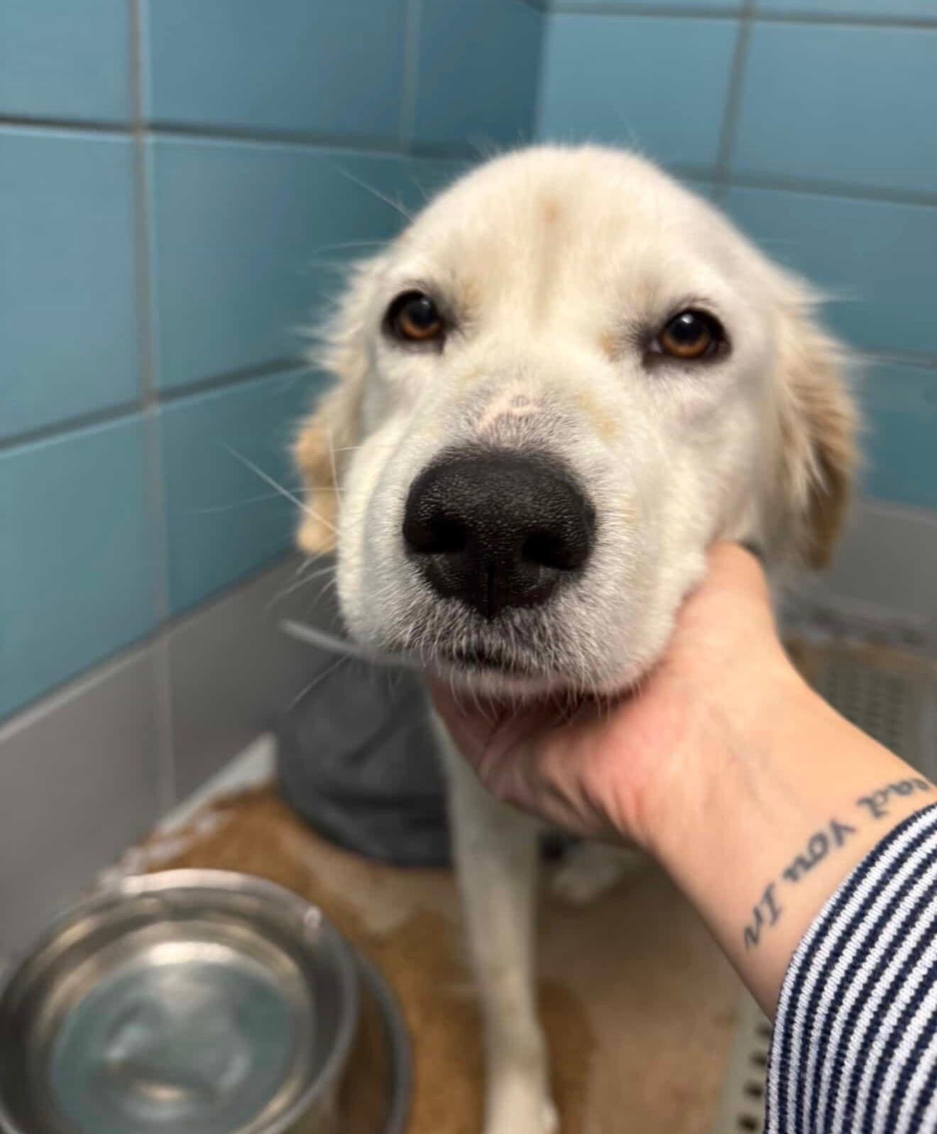 Ashlyn, adopted, Adult Female Golden Retriever & Great Pyrenees.