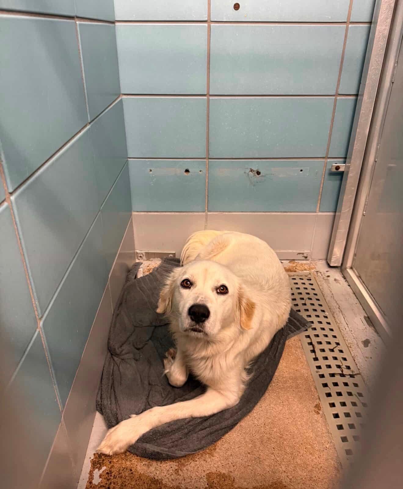 Enlarge Ashlyn, an adopted mixed breed in Commerce City, CO image 3/3