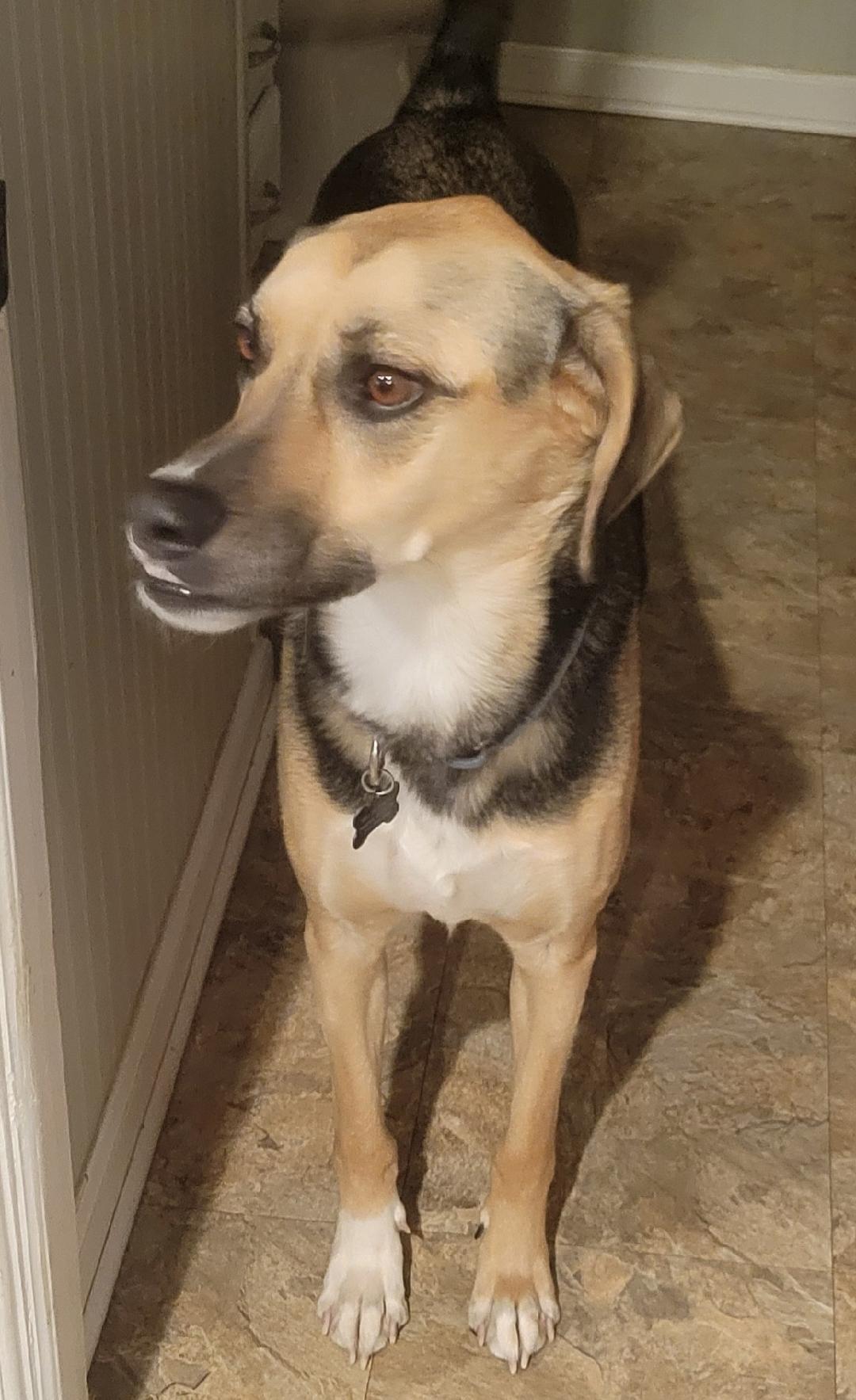 Tofu, Adoptable, Young Male Saluki.