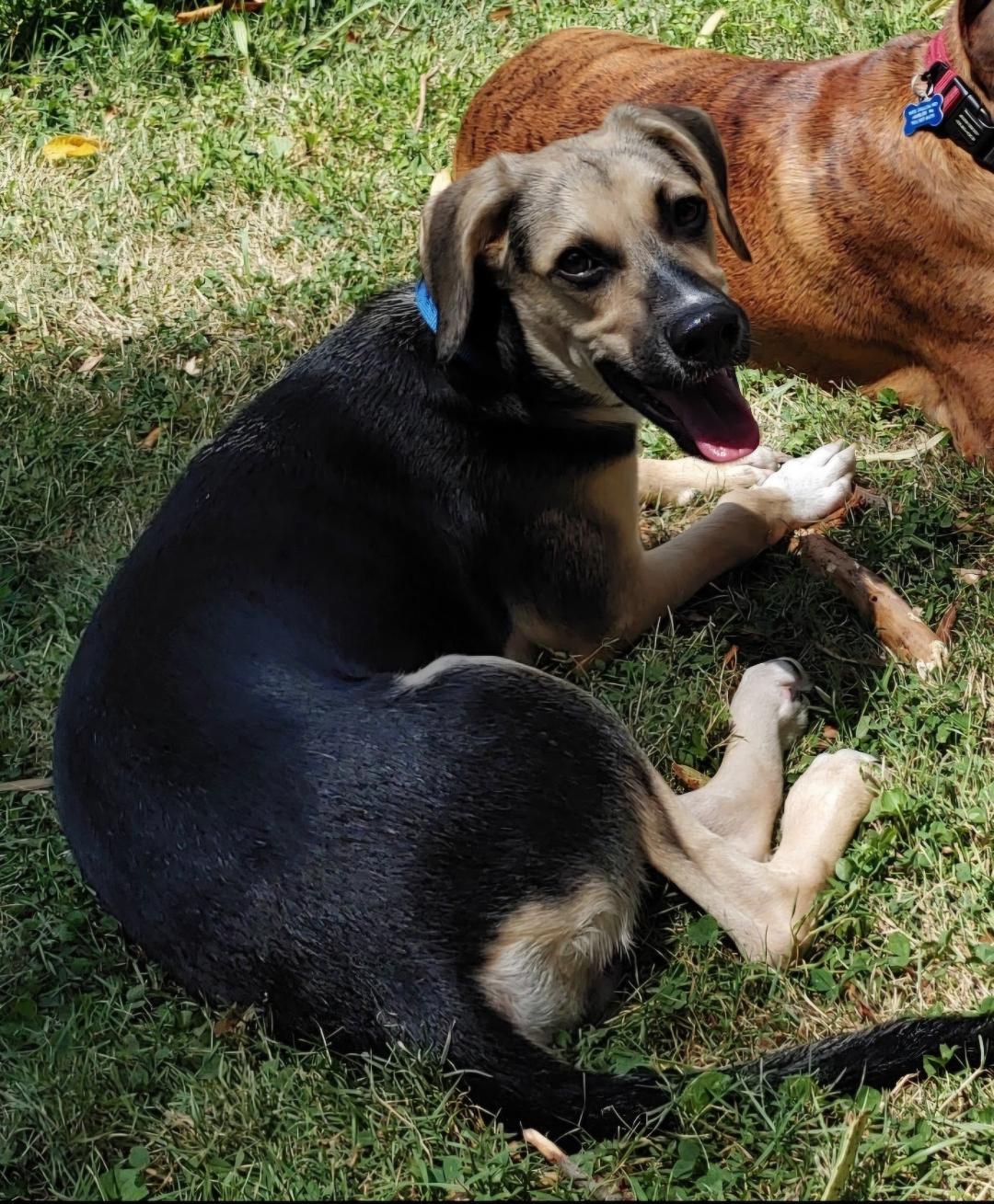 Tofu, a Adoptable Saluki in Belmar, NJ image 2/6