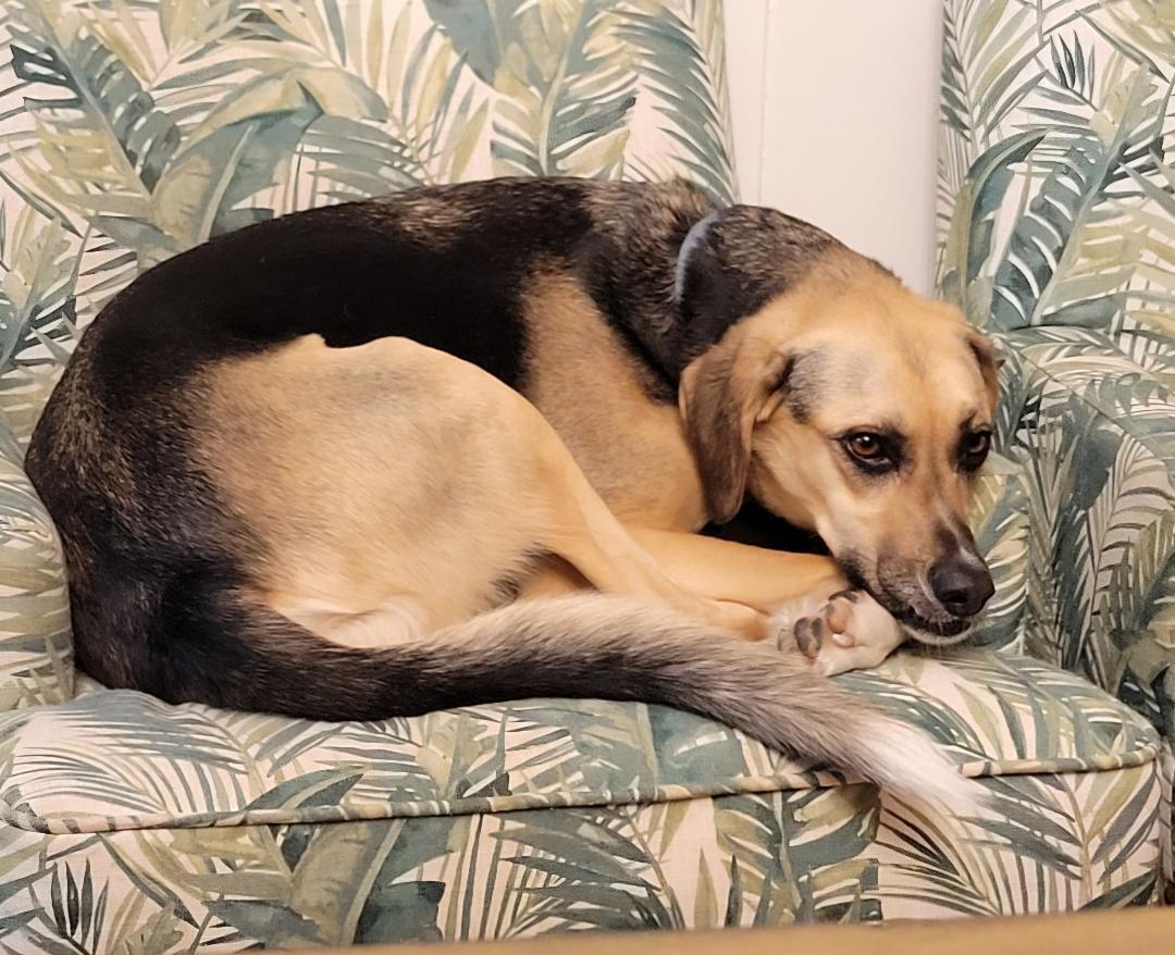 Tofu, a Adoptable Saluki in Belmar, NJ image 3/6