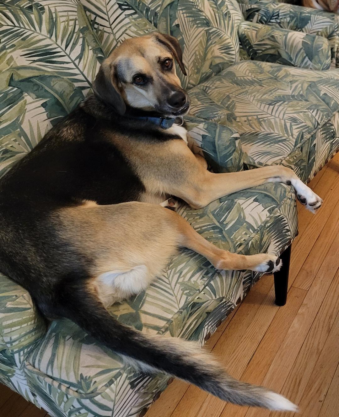 Tofu, a Adoptable Saluki in Belmar, NJ image 4/6