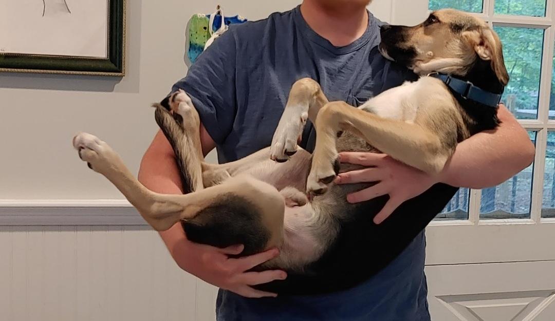 Tofu, a Adoptable Saluki in Belmar, NJ image 5/6