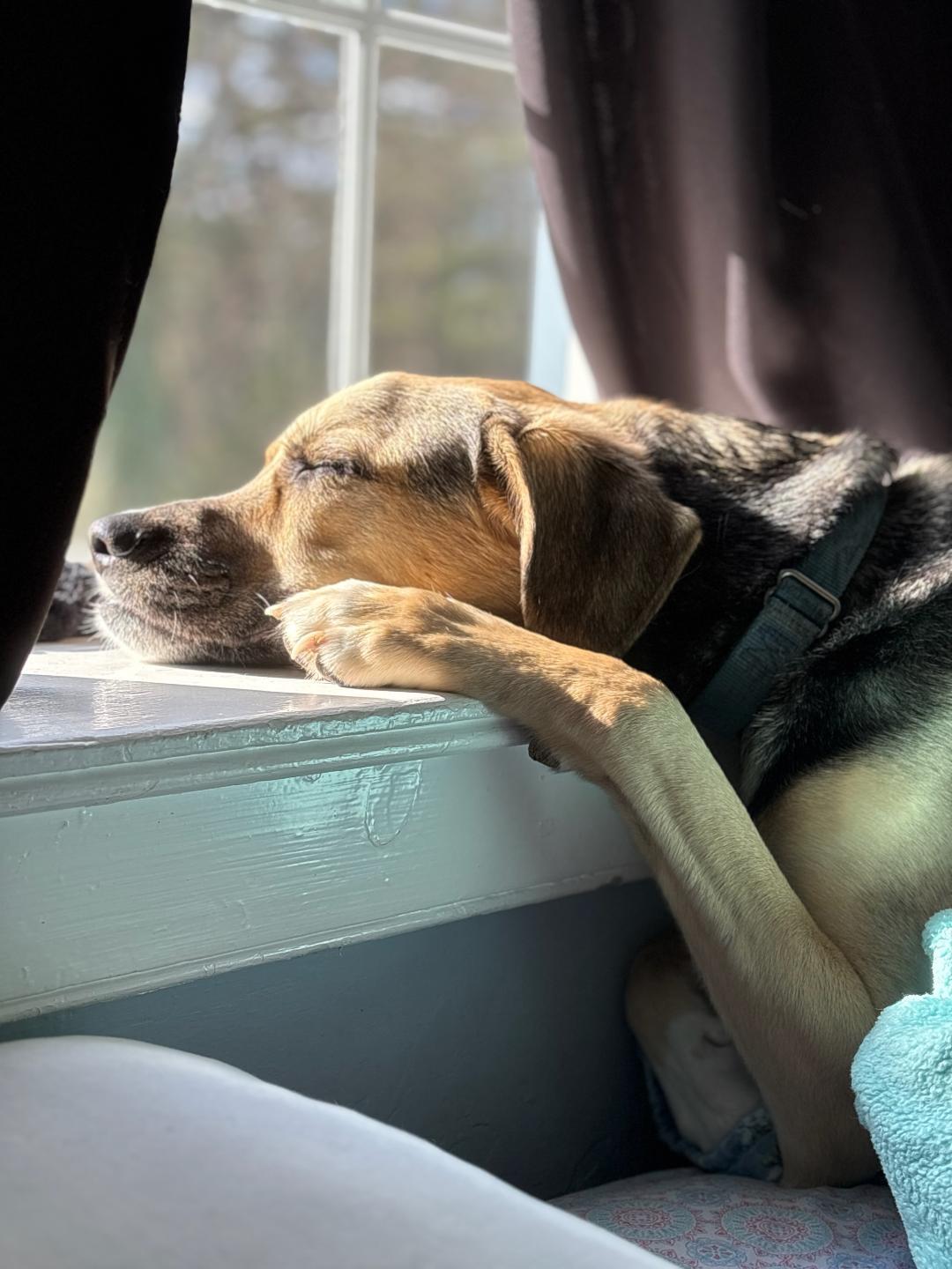 Tofu, a Adoptable Saluki in Belmar, NJ image 6/6