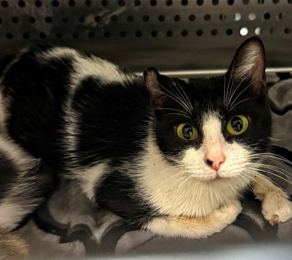 Lulu Mae, Adoptable, Young Female Domestic Short Hair.