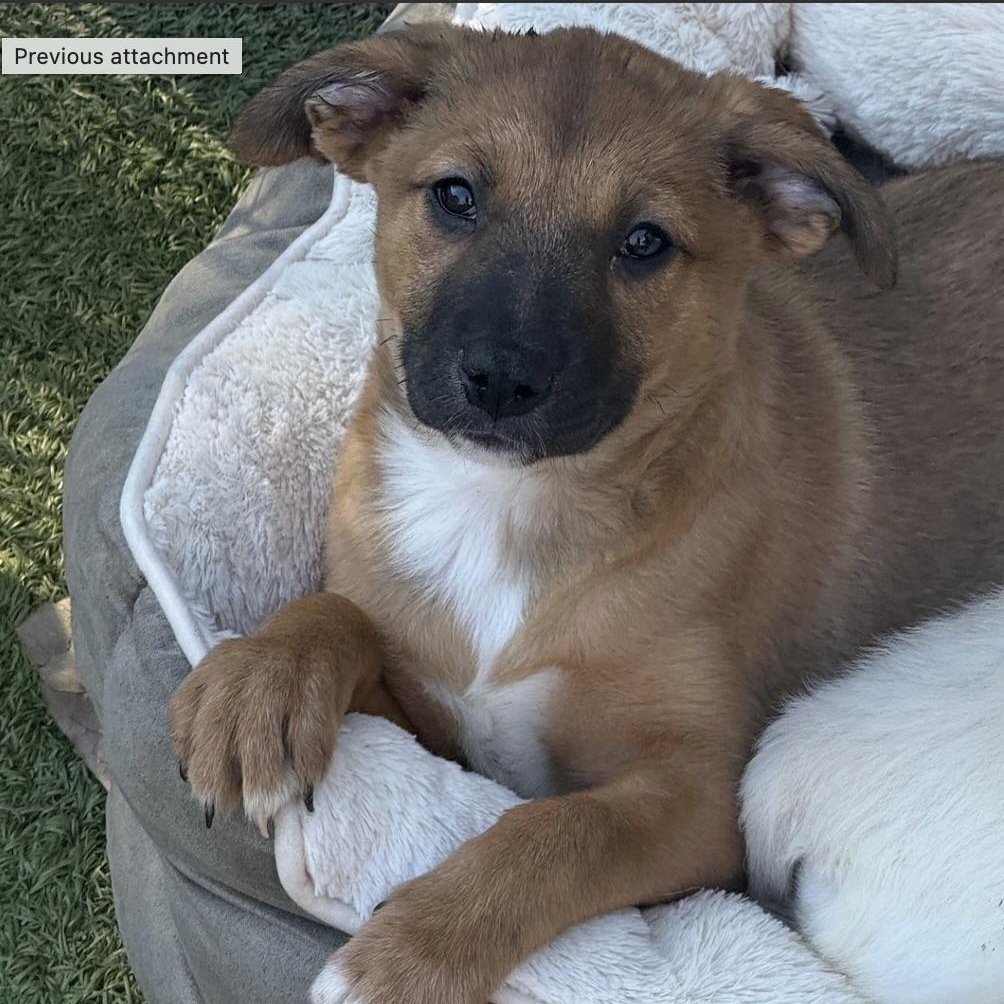 MISTLETOE, Adoptable, Puppy Female Terrier.