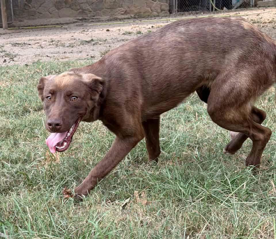 Enlarge Cinny, a Adoption Pending mixed breed in Monroeville, PA image 4/6