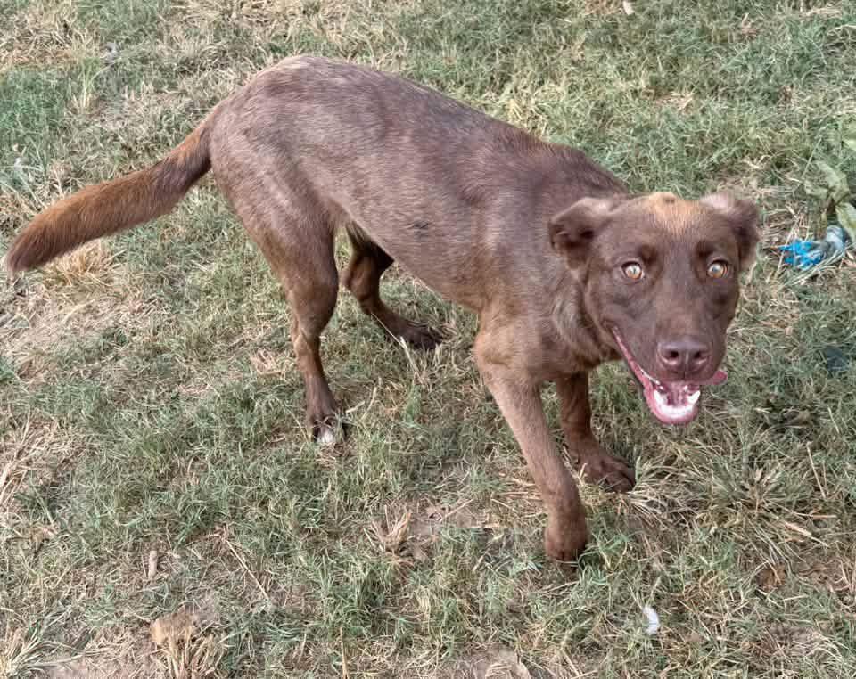 Enlarge Cinny, a Adoption Pending mixed breed in Monroeville, PA image 3/6