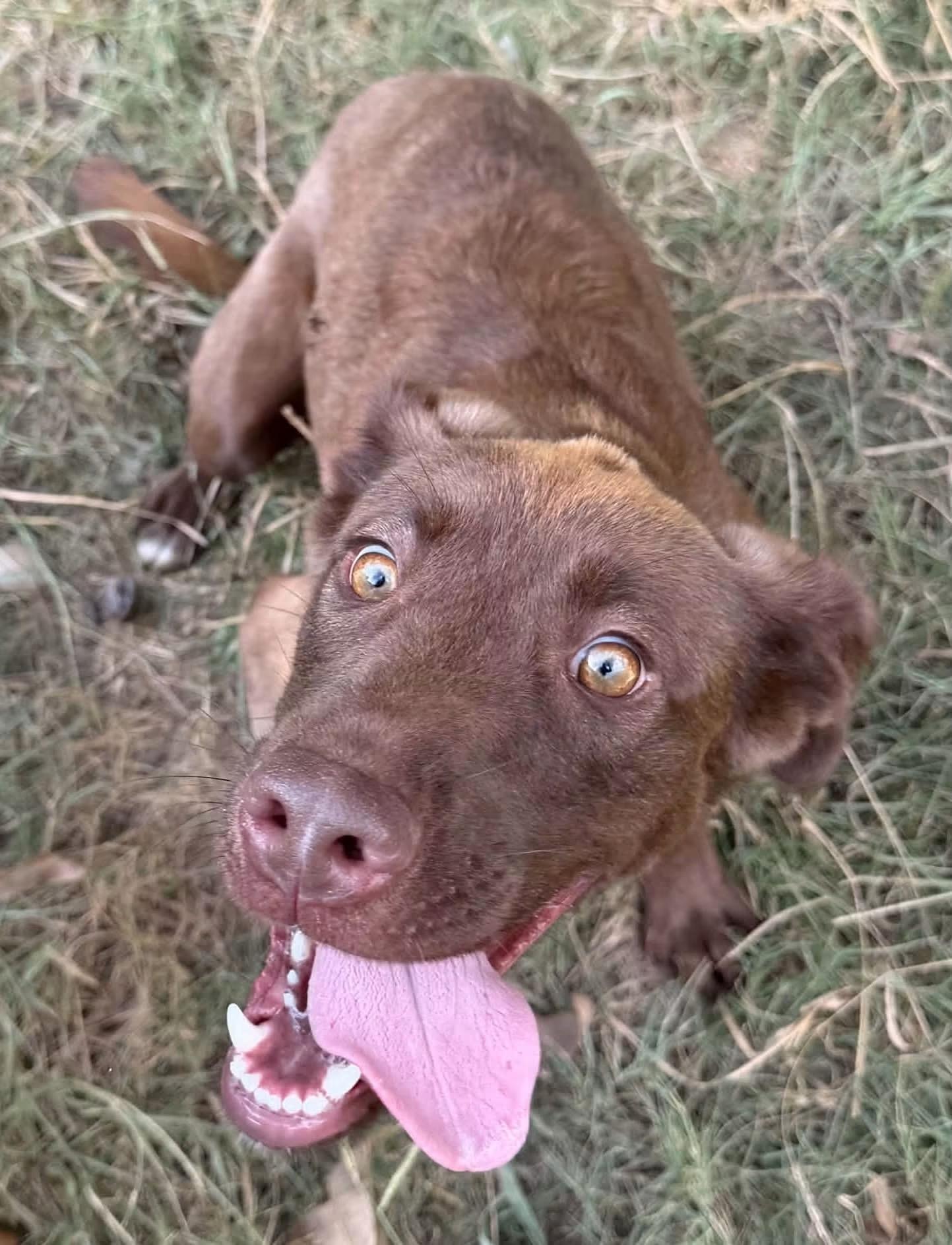 Enlarge Cinny, a Adoption Pending mixed breed in Monroeville, PA image 1/6