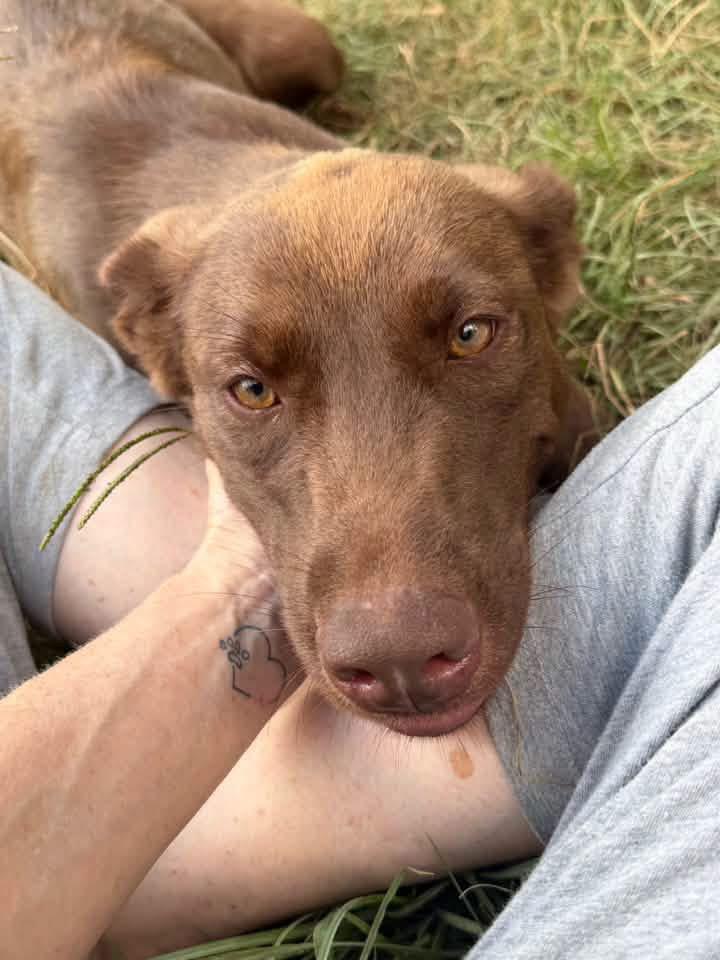 Enlarge Cinny, a Adoption Pending mixed breed in Monroeville, PA image 2/6
